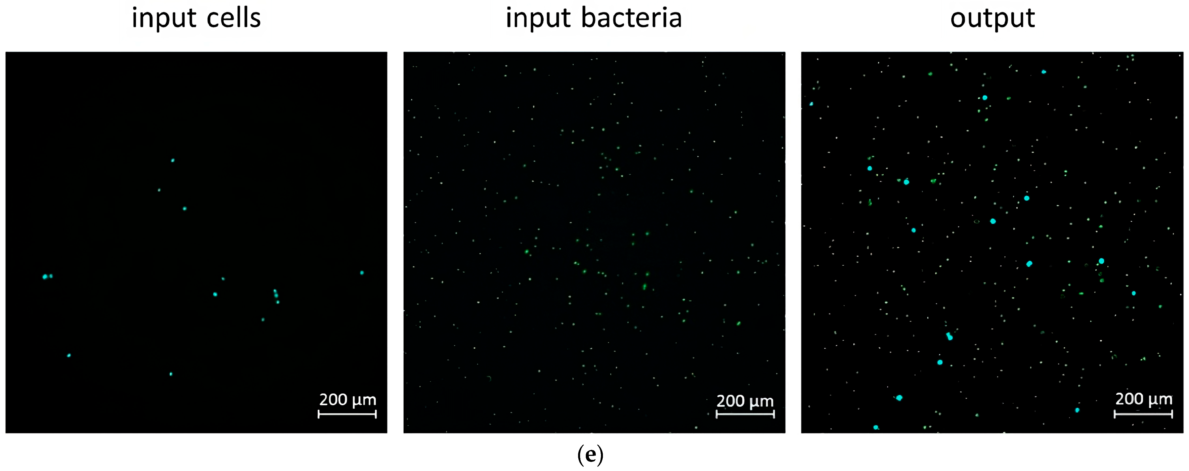 Micro 03 00047 g003b