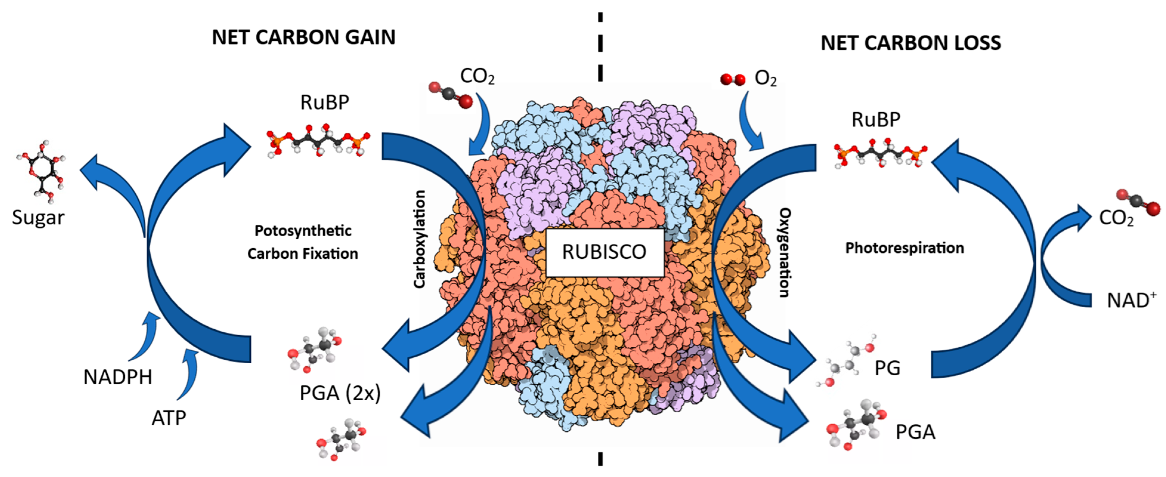 Biofertilization and Bioremediation—How Can Microbiological