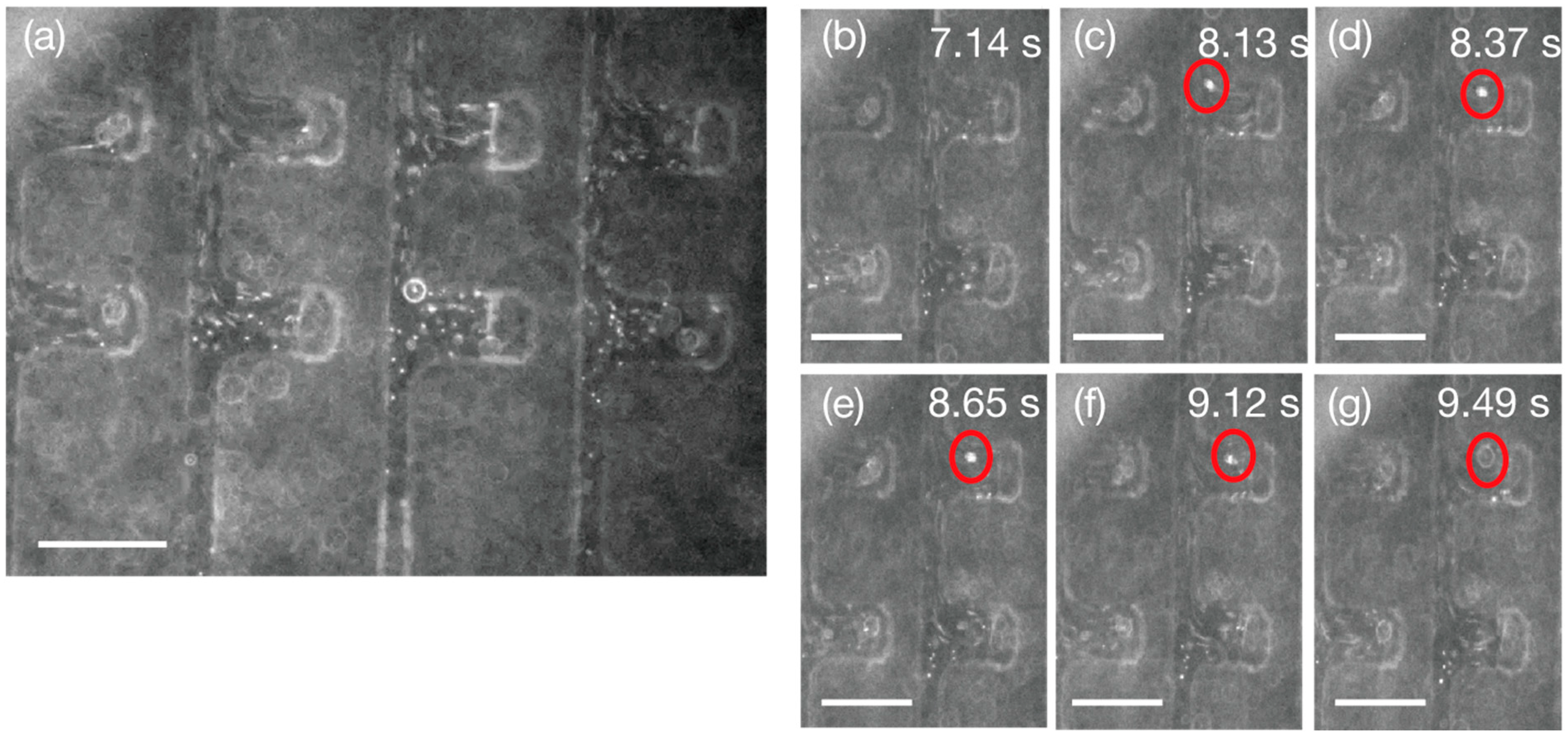 Micro 05 00042 g006 Micro 05 00042 g006