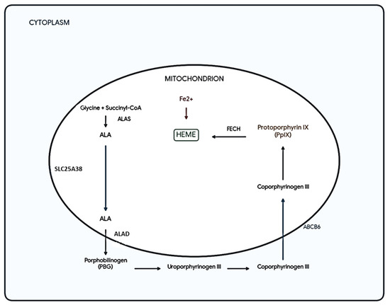 Metabolic and Signaling Pathways Affected by Photodynamic Therapy