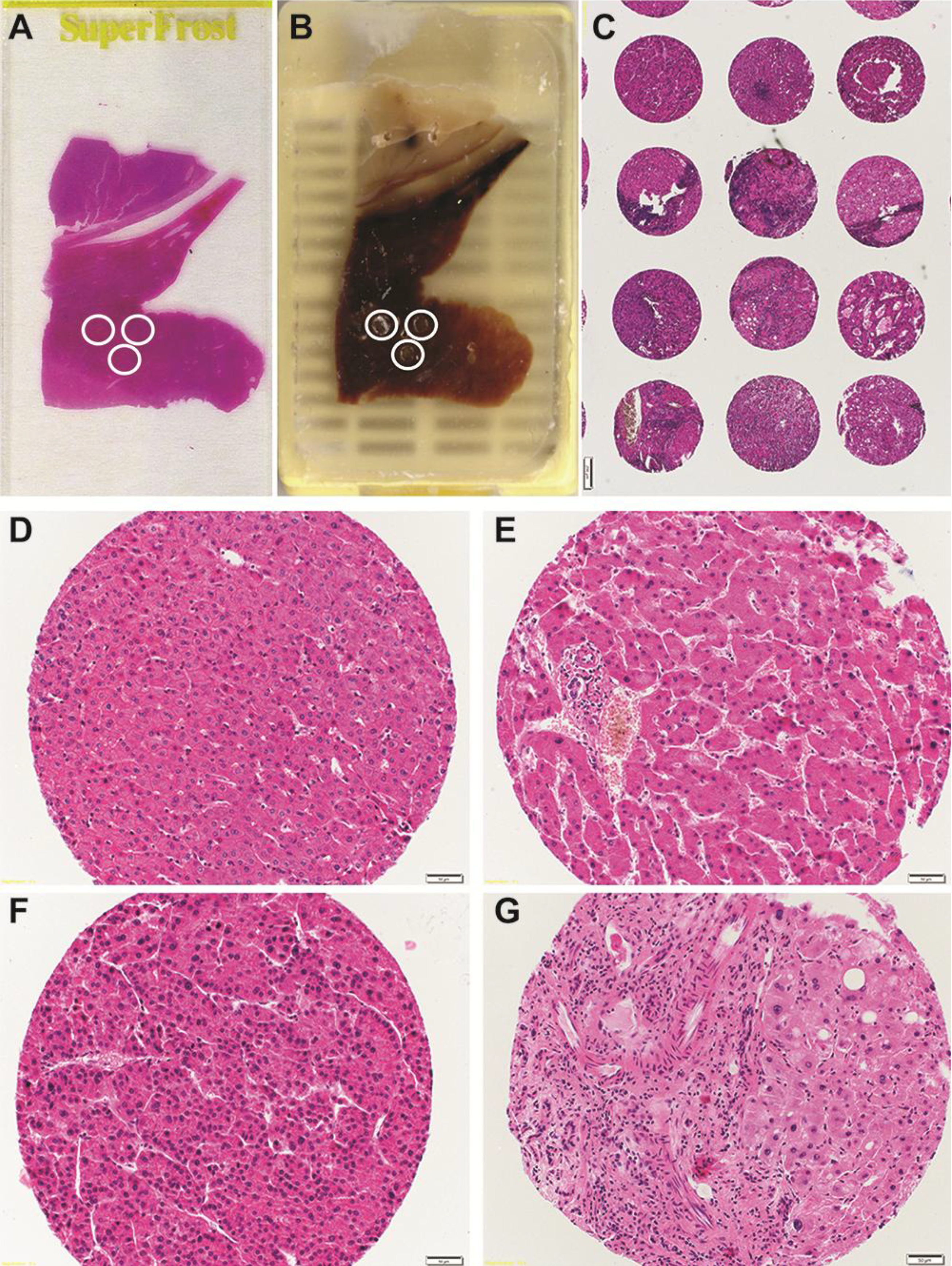 Microarrays 03 00091 g001
