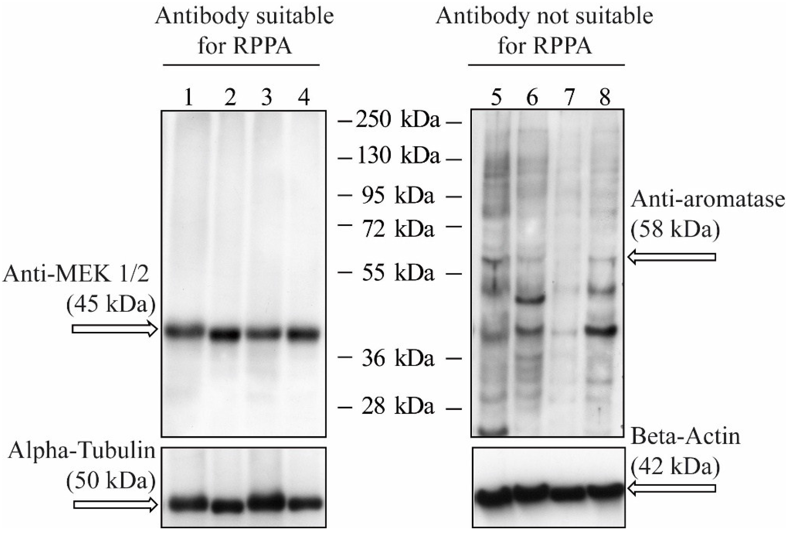Microarrays 04 00098 g003