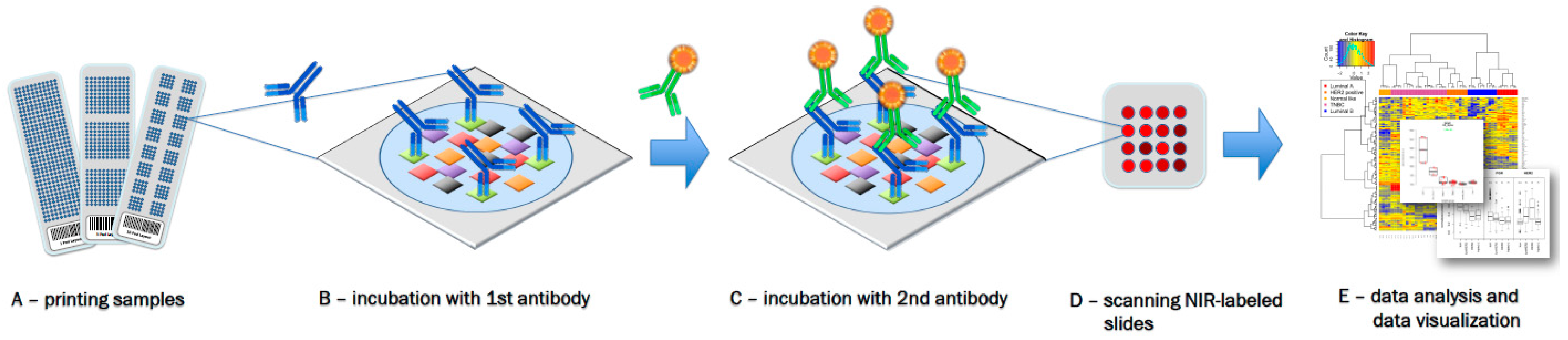 microarrays free full text analysis of reverse phase protein protein array