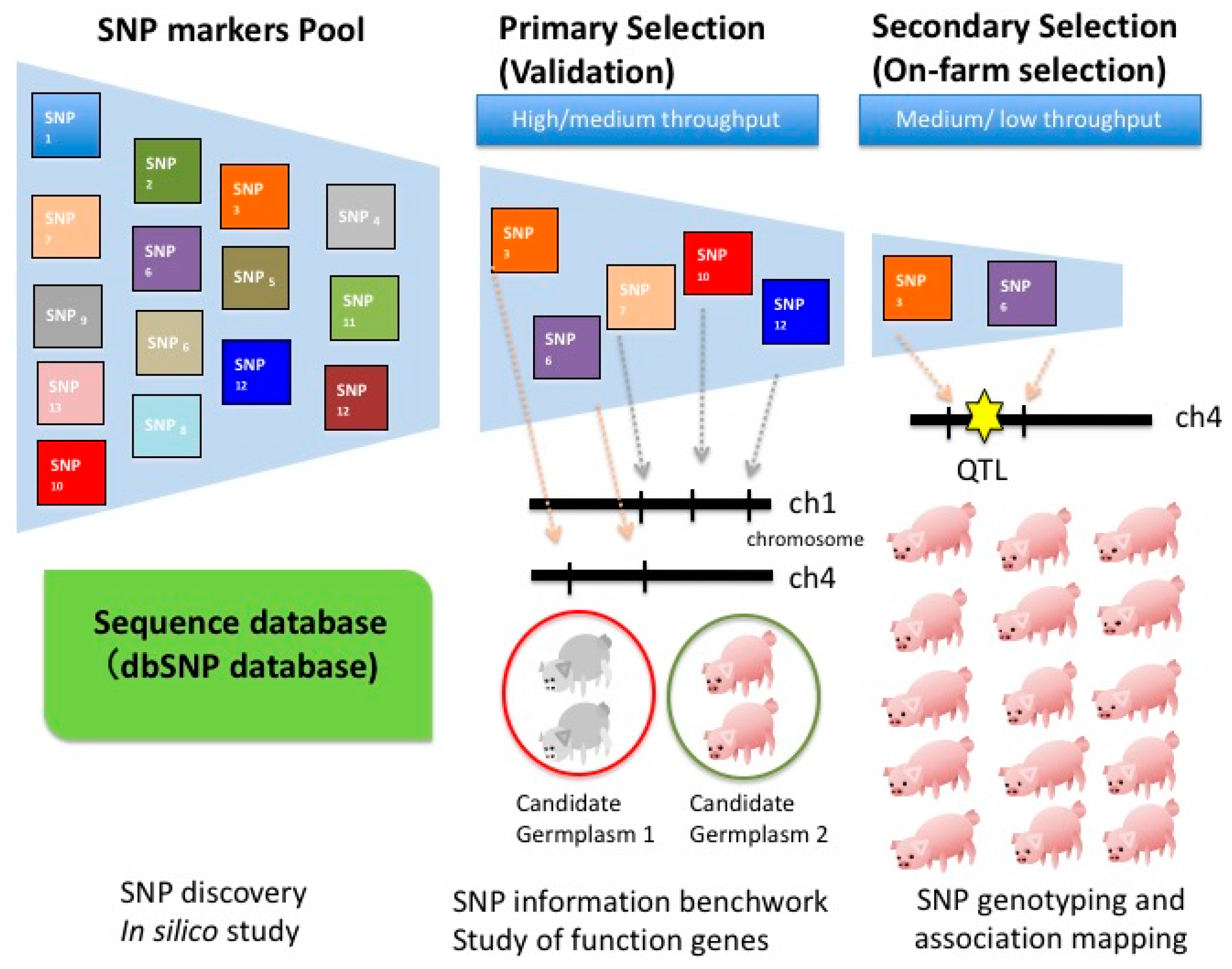 Microarrays | Free Full-Text | Efficient SNP Discovery by Combining  Microarray and Lab-on-a-Chip Data for Animal Breeding and Selection