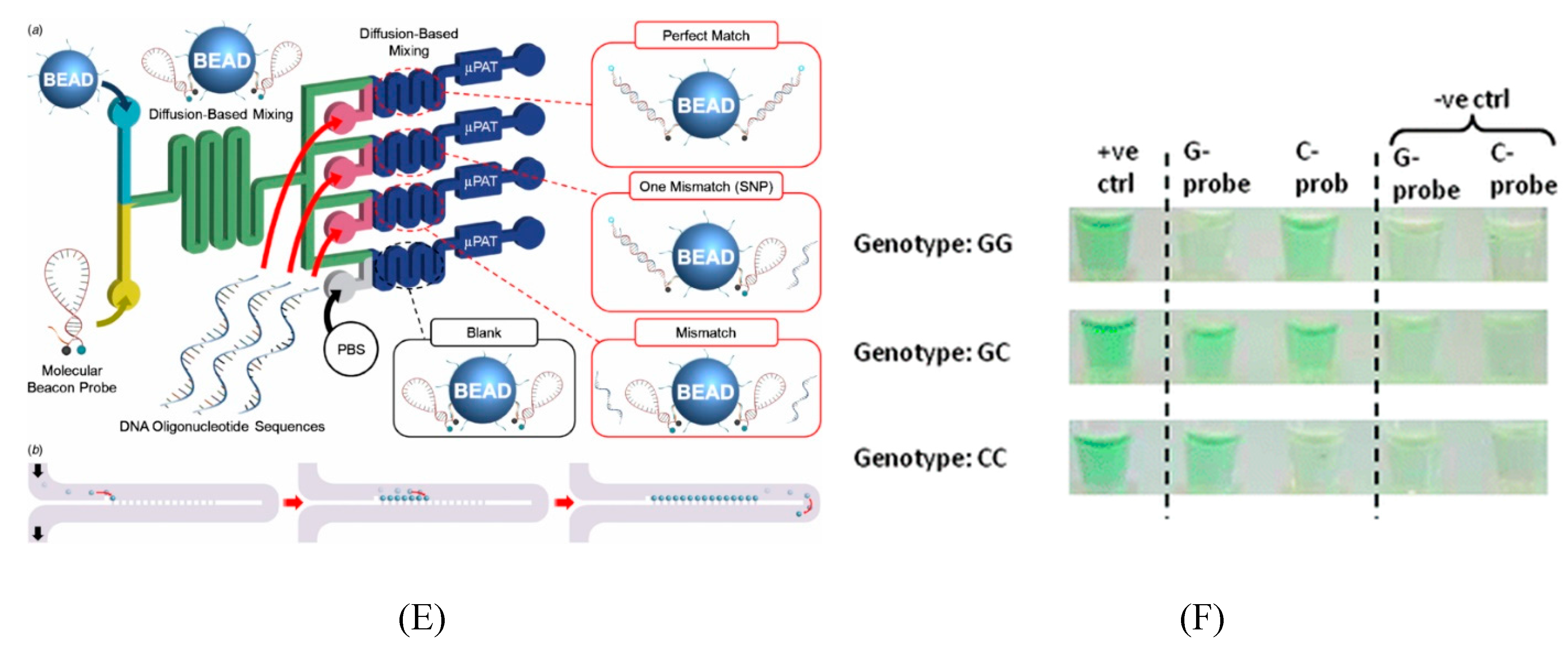 Microarrays Free FullText Efficient SNP Discovery by Combining