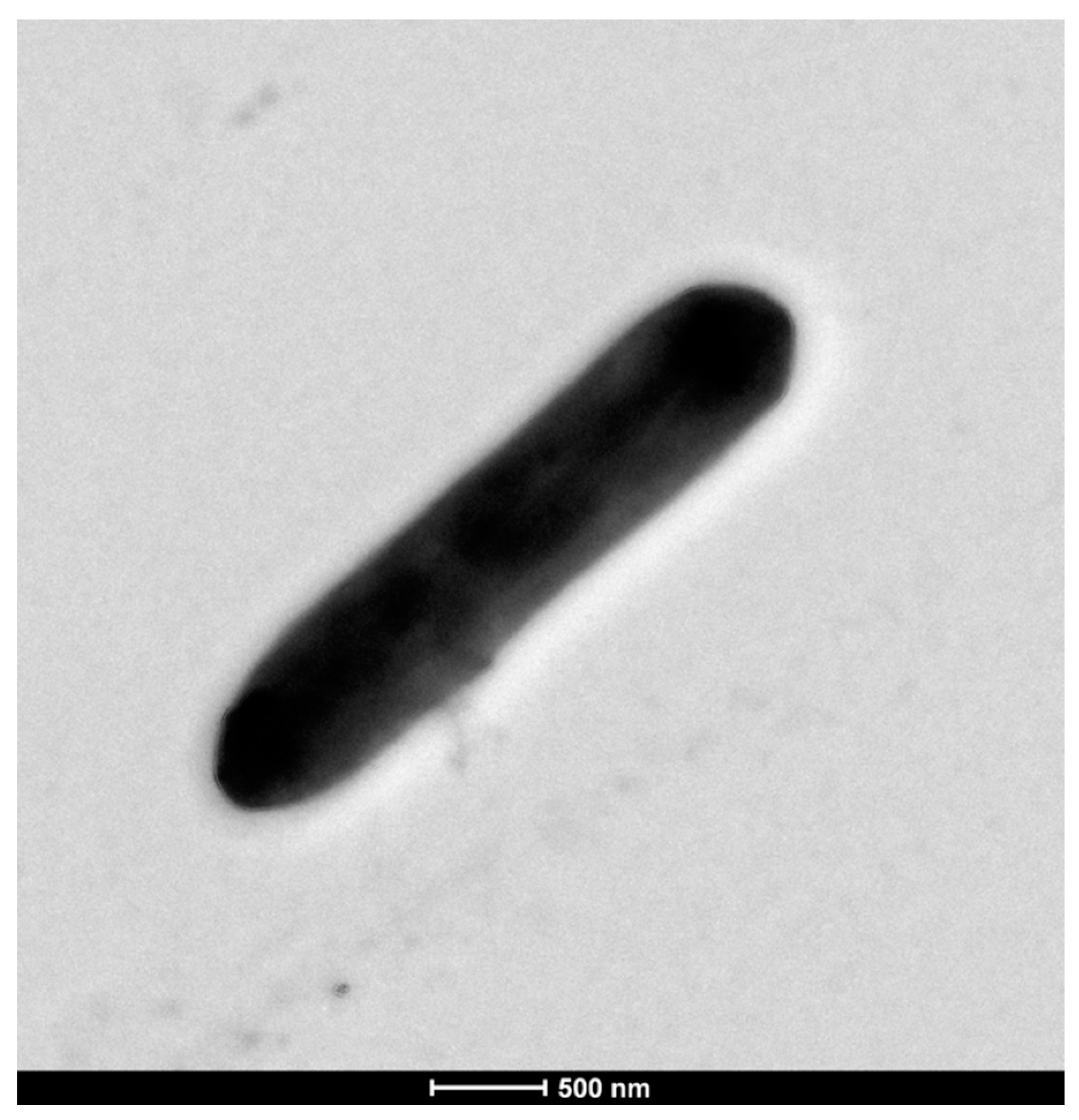 Microbiolres 12 00004 g004 Microbiolres 12 00004 g004