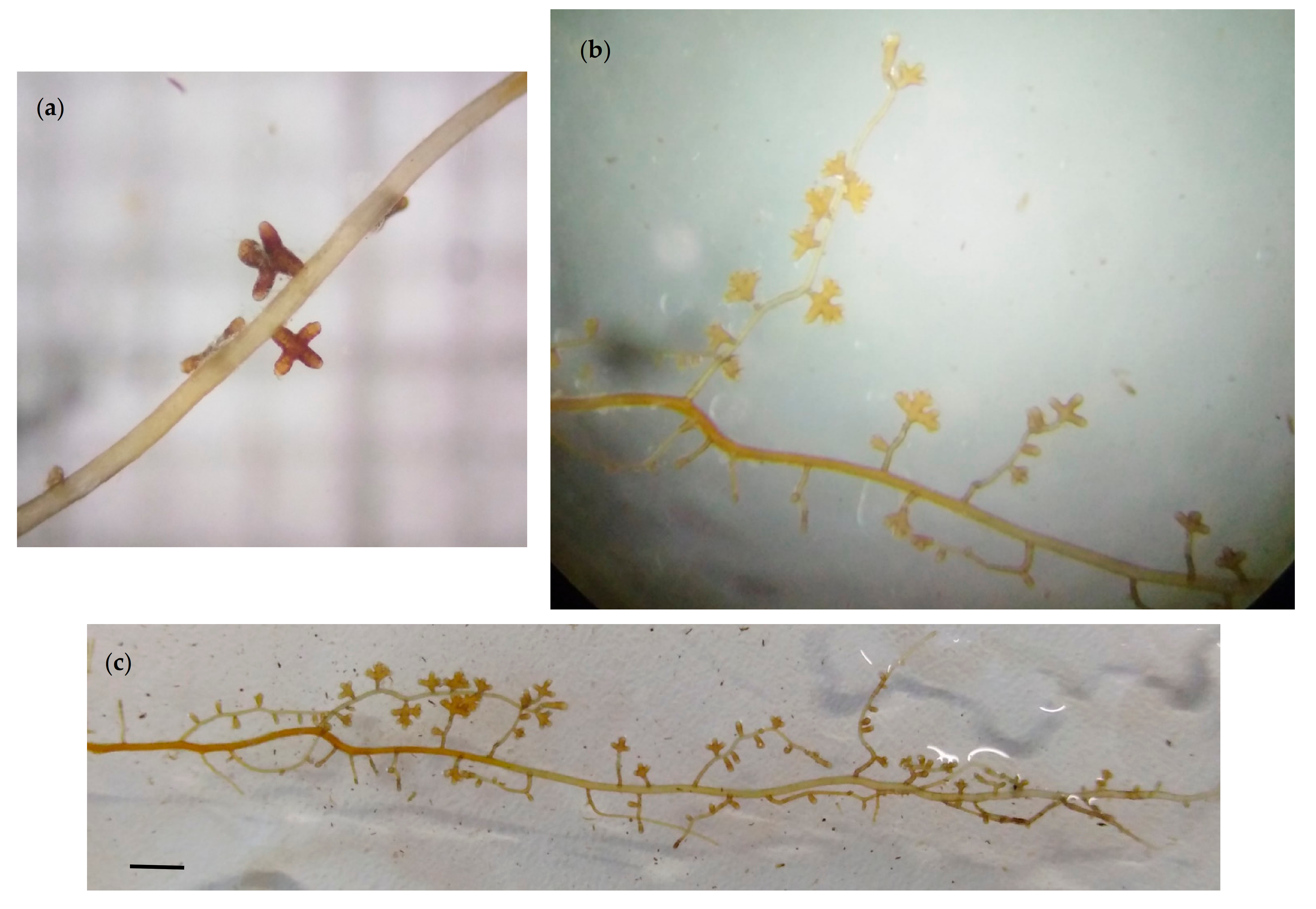 Microbiolres 12 00007 g003 Microbiolres 12 00007 g003