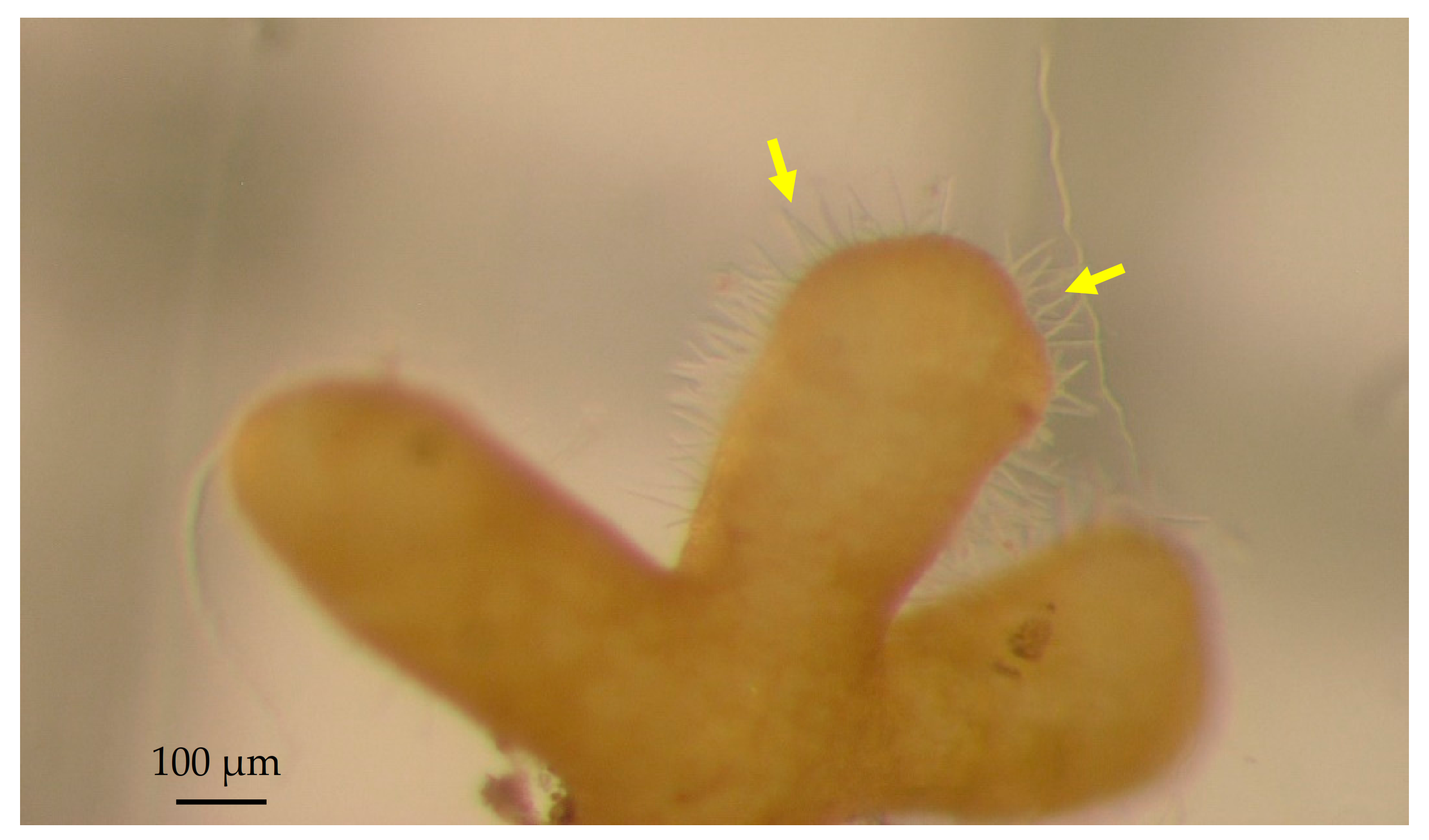 Microbiolres 12 00007 g004 Microbiolres 12 00007 g004