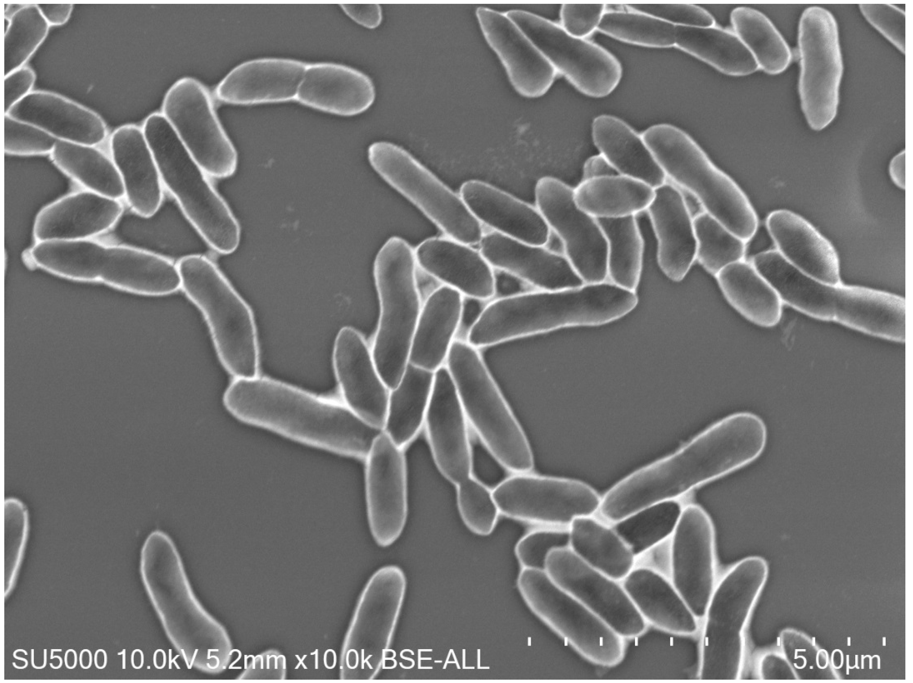 Microbiolres 12 00019 g005 Microbiolres 12 00019 g005