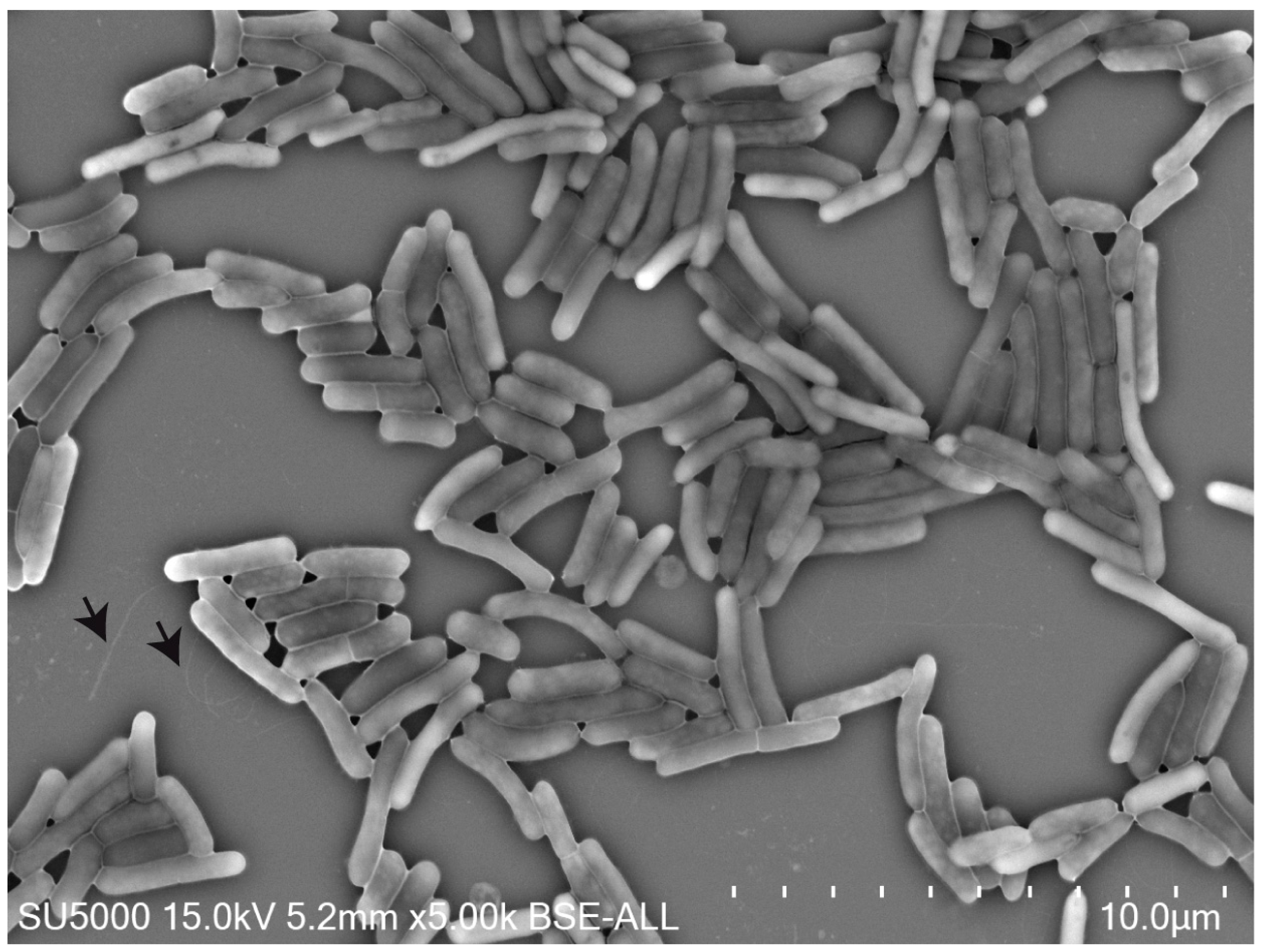 Microbiolres 12 00021 g001 Microbiolres 12 00021 g001