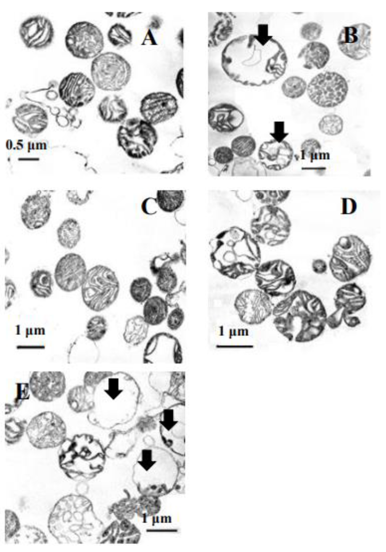 Microbiolres 12 00029 g007