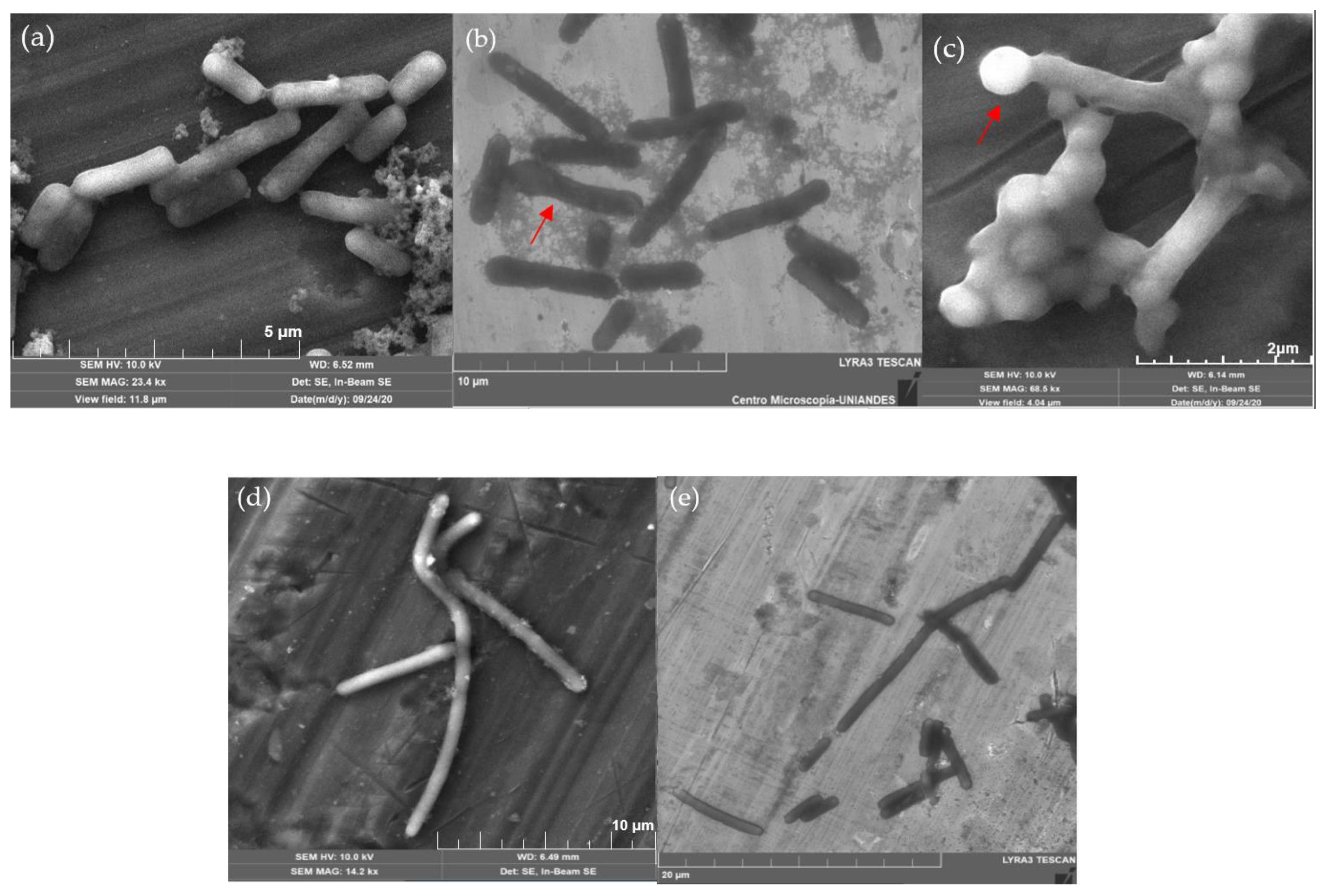Microbiolres 12 00031 g008 Microbiolres 12 00031 g008