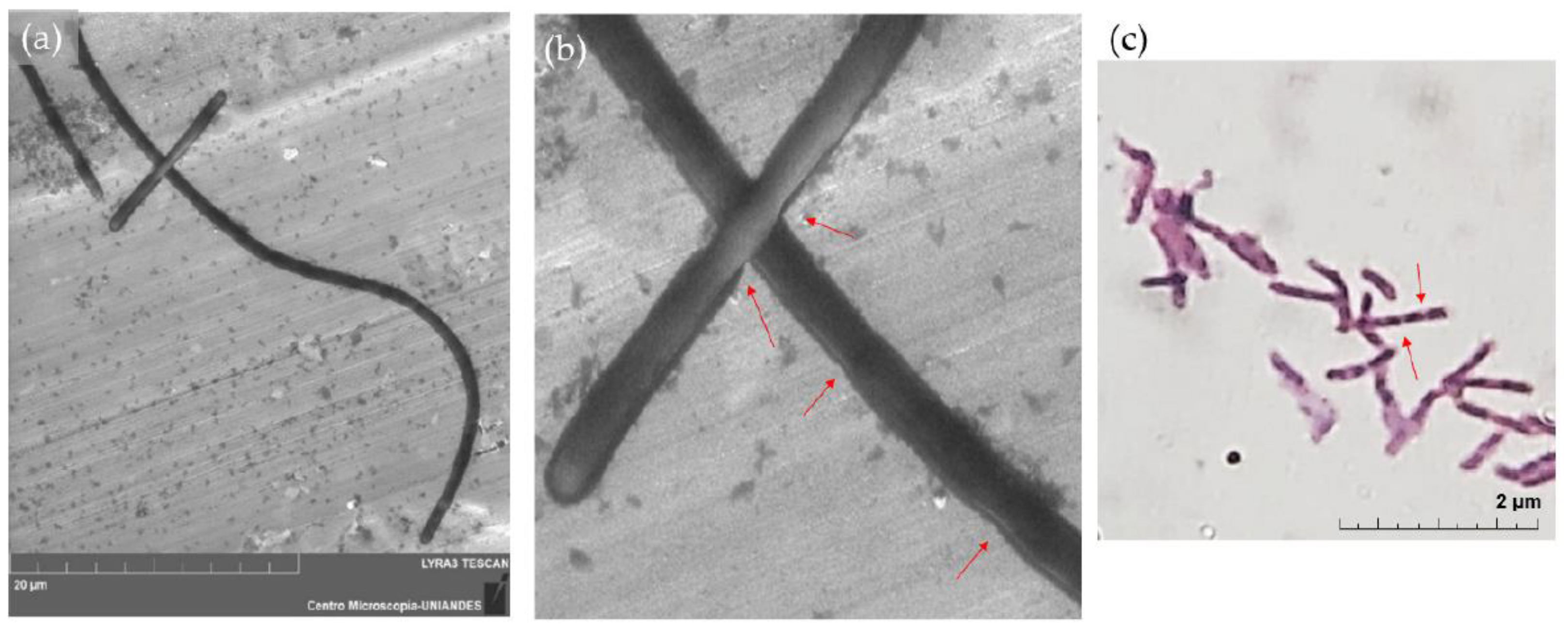 Microbiolres 12 00031 g009 Microbiolres 12 00031 g009