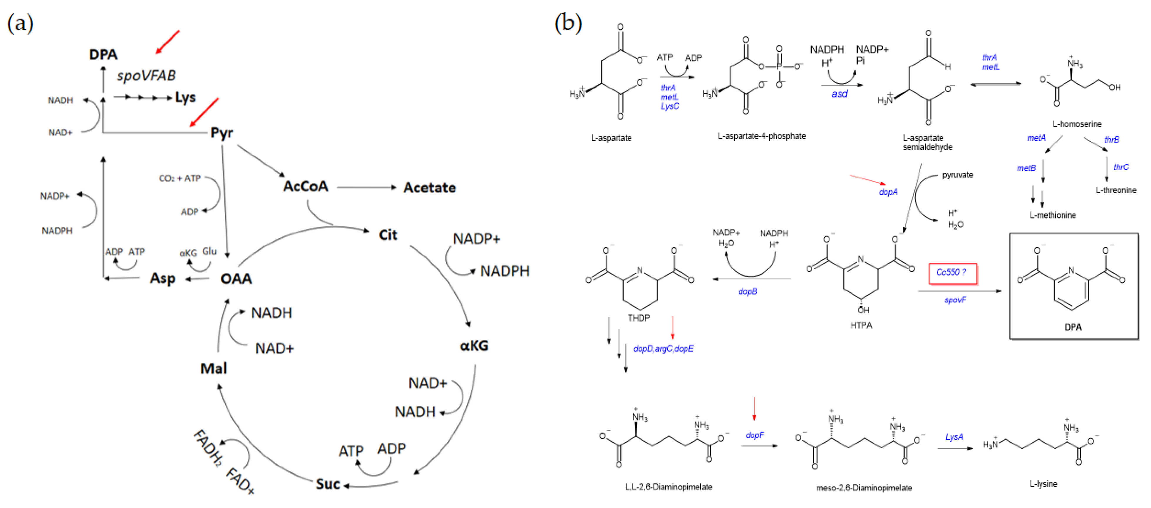Microbiolres 12 00031 g016 Microbiolres 12 00031 g016