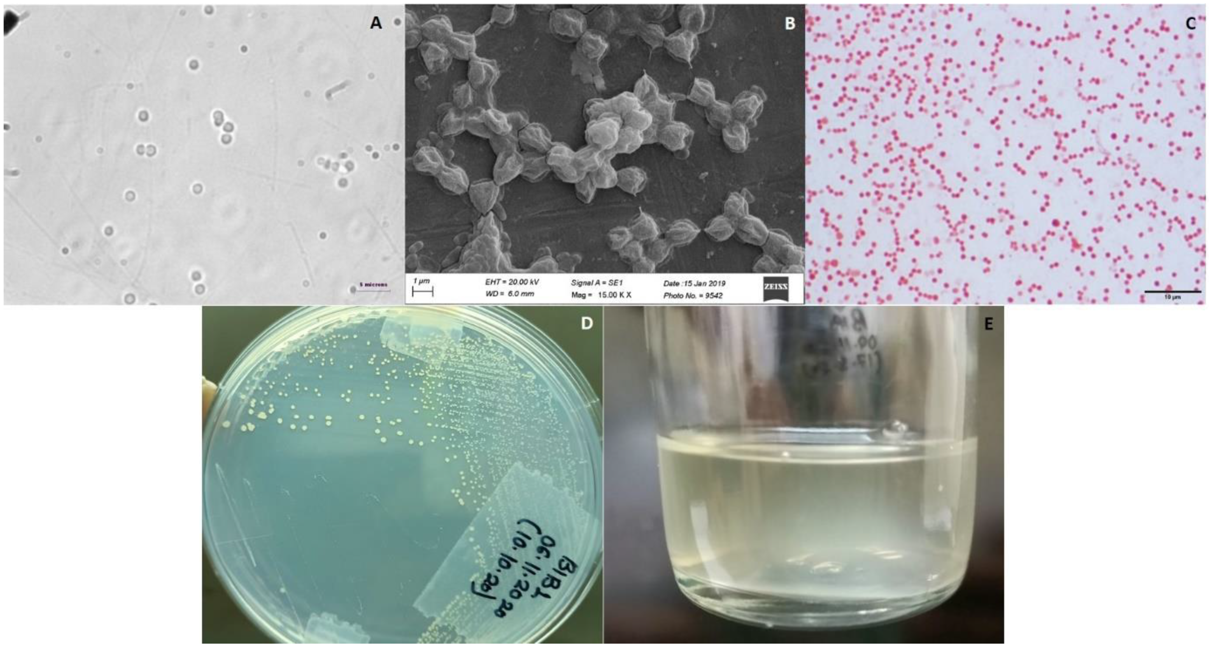 Microbiolres 12 00035 g001 Microbiolres 12 00035 g001