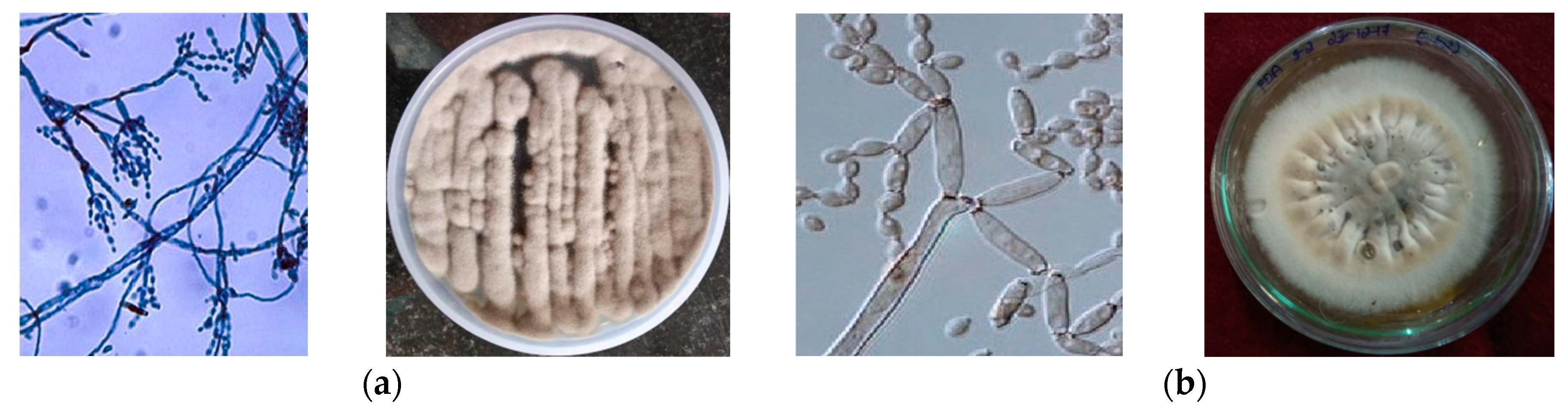 Microbiolres 12 00059 g002 550