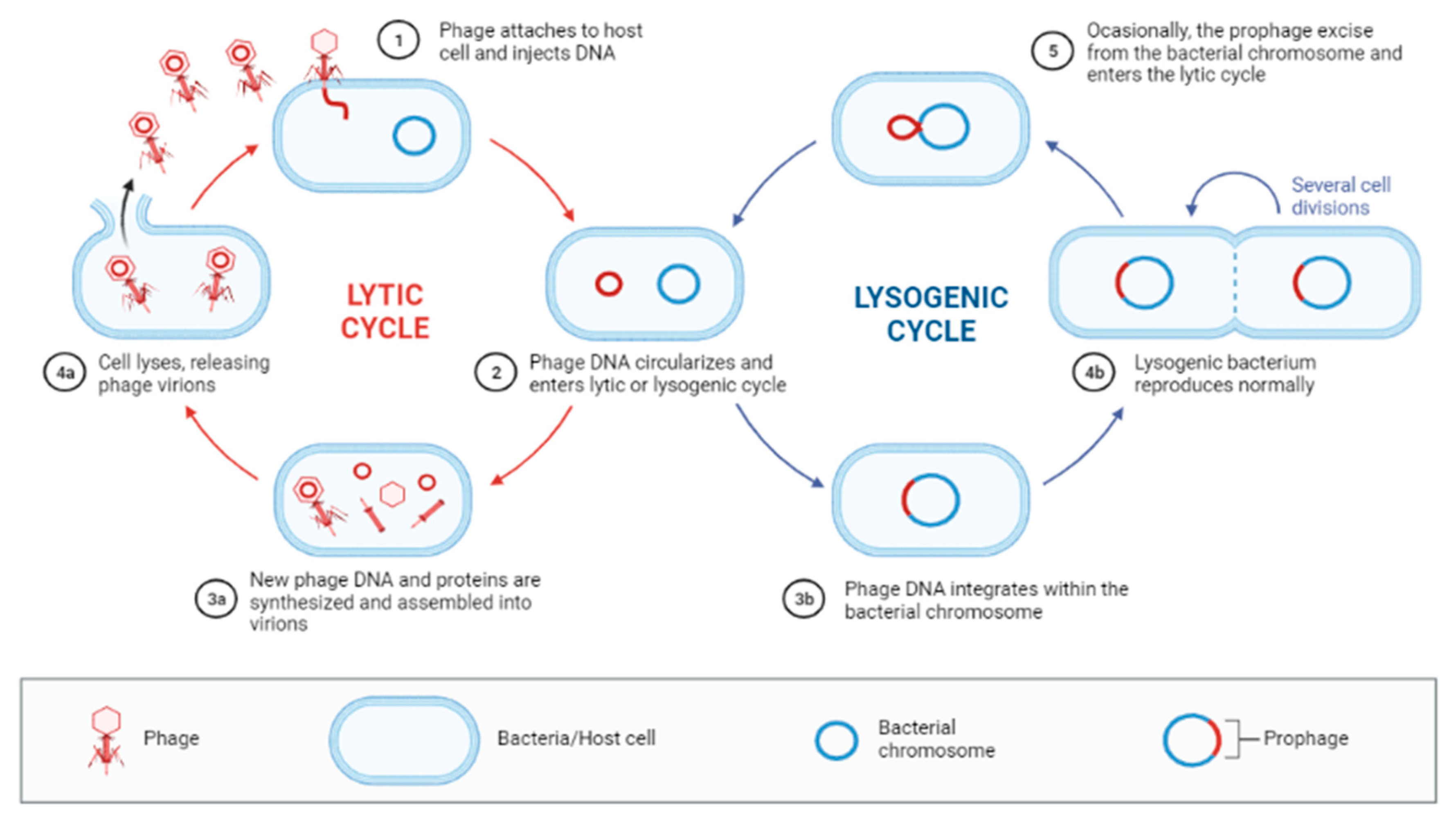 Microbiolres 13 00002 g002