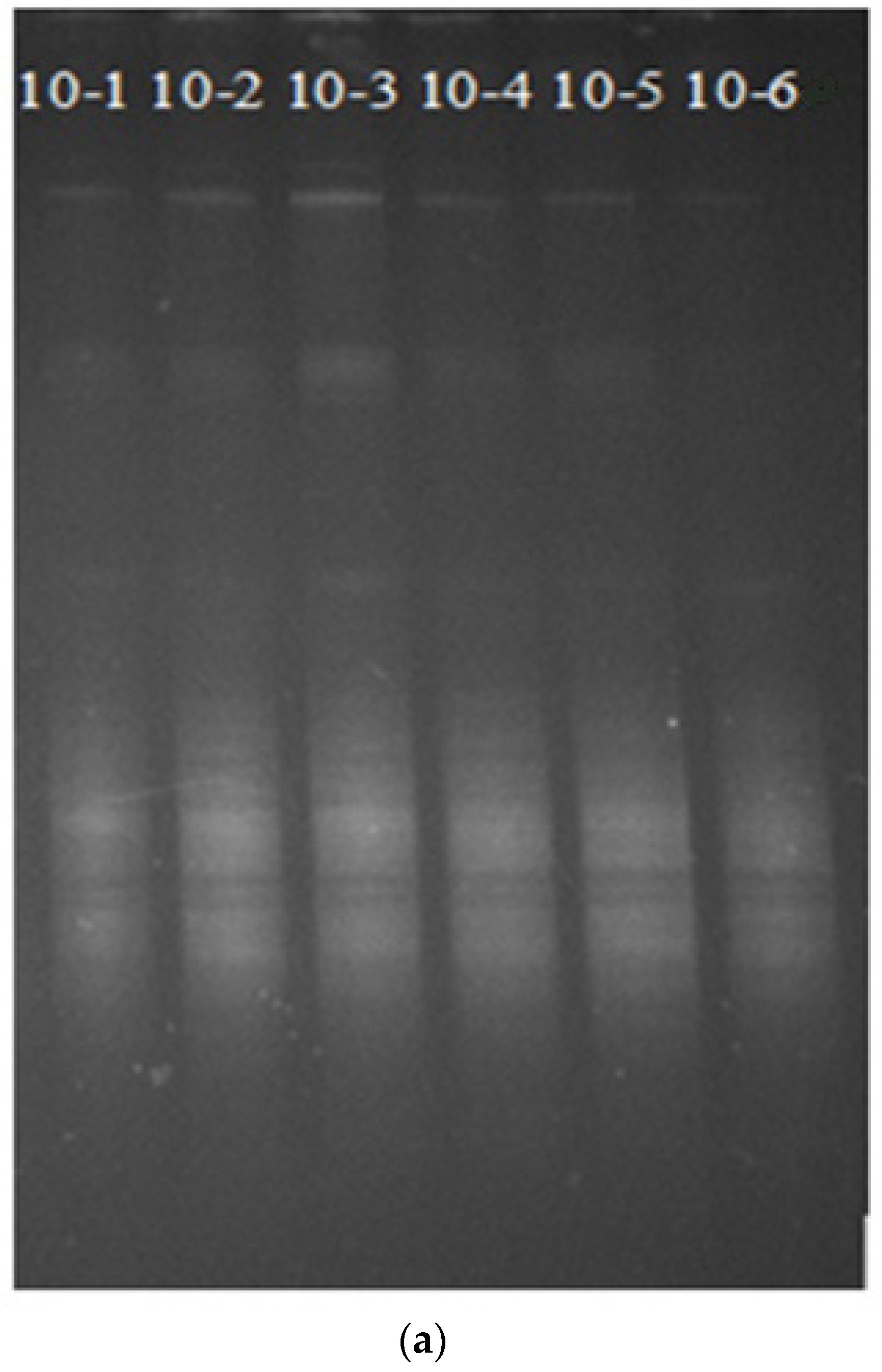 Microbiolres 13 00005 g004a Microbiolres 13 00005 g004a