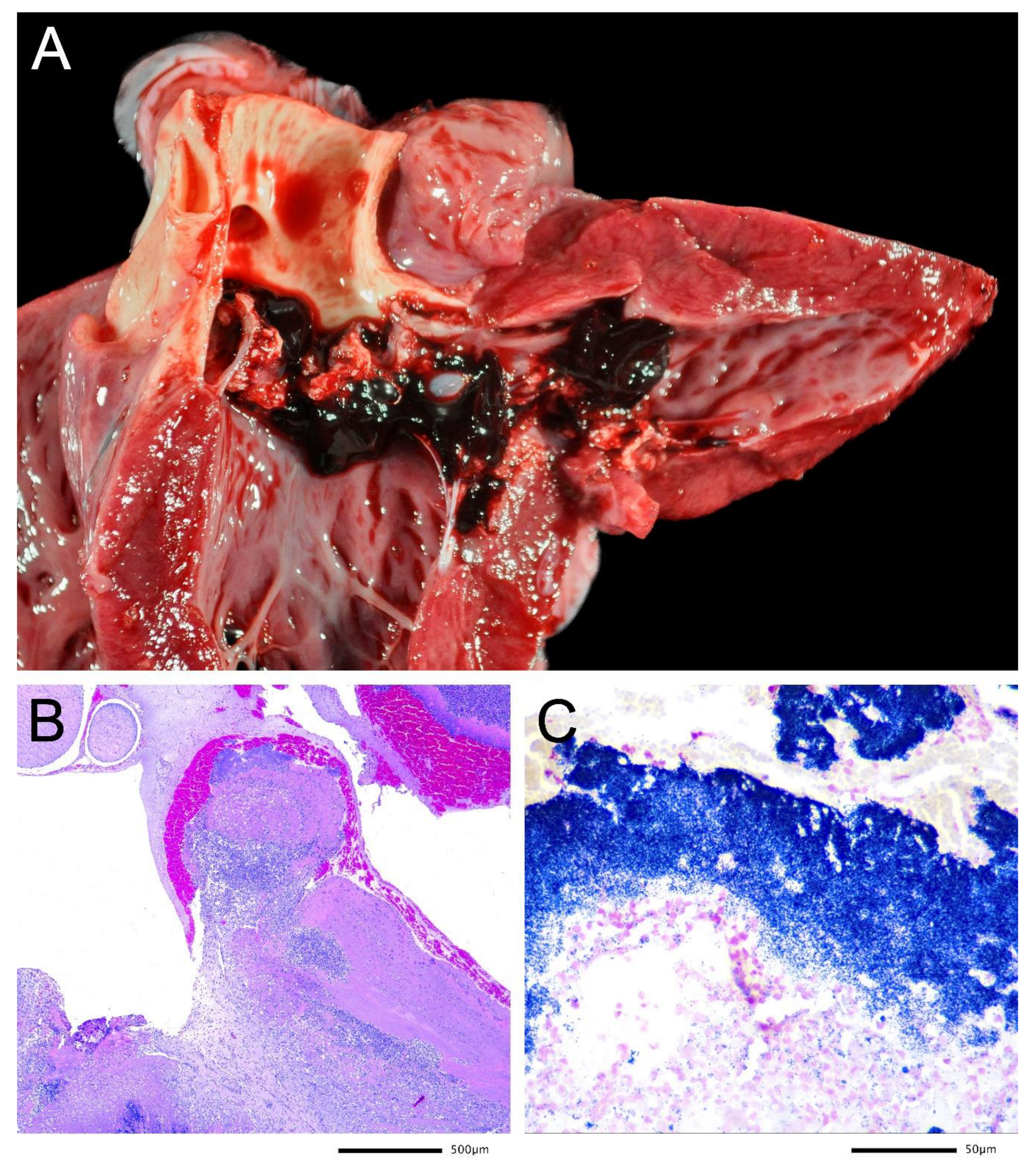 Microbiolres 13 00008 g001 550