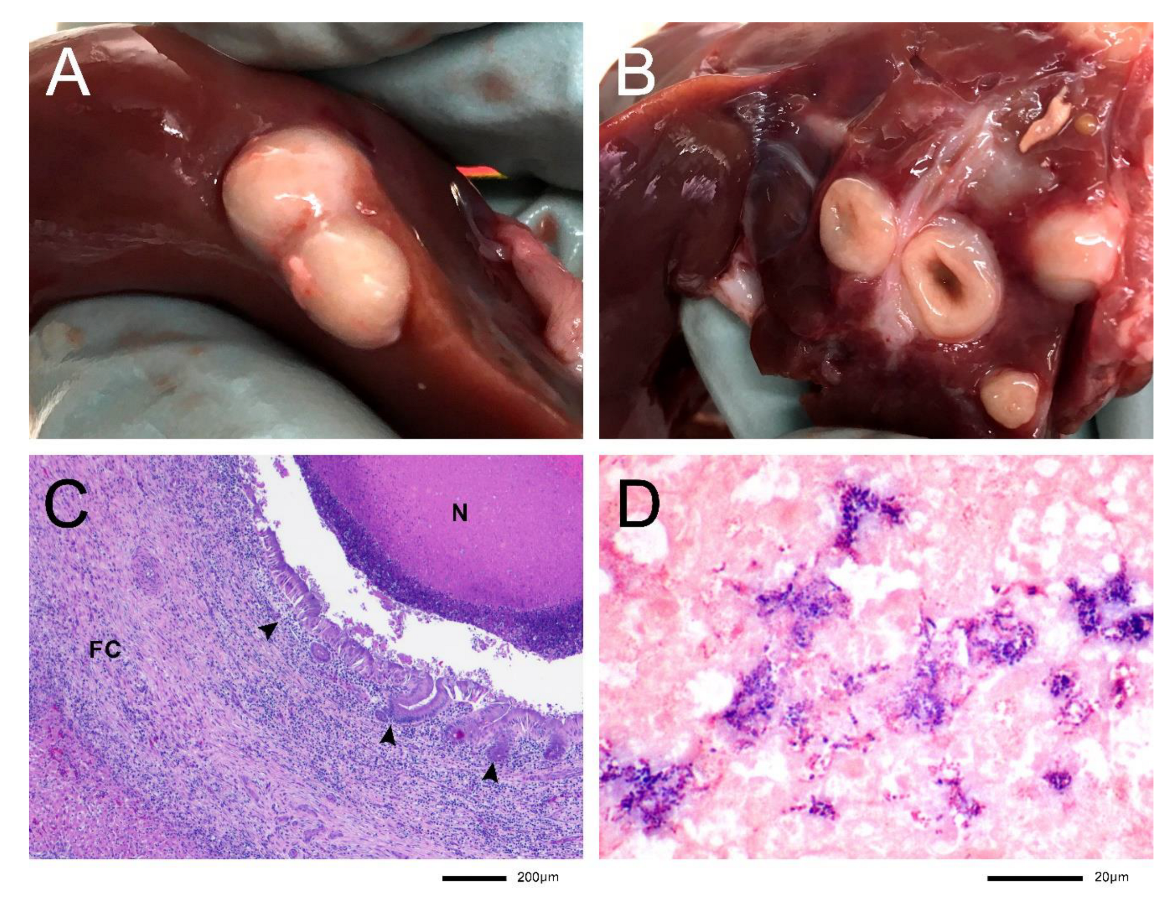 Microbiolres 13 00008 g002 550