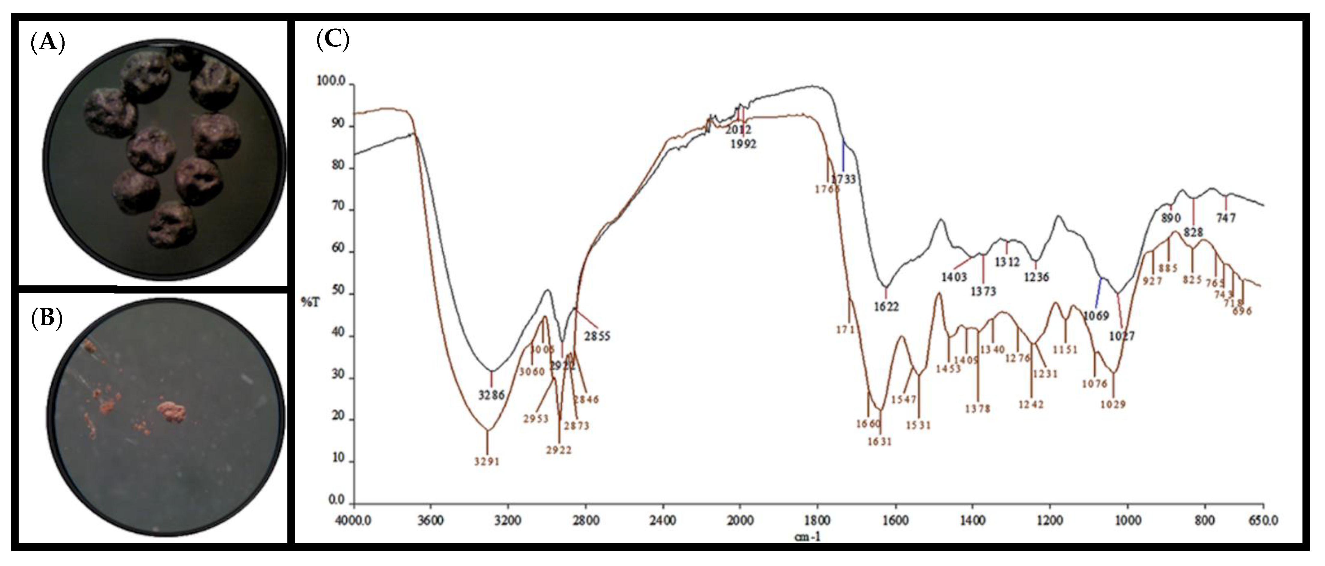 Microbiolres 13 00013 g001