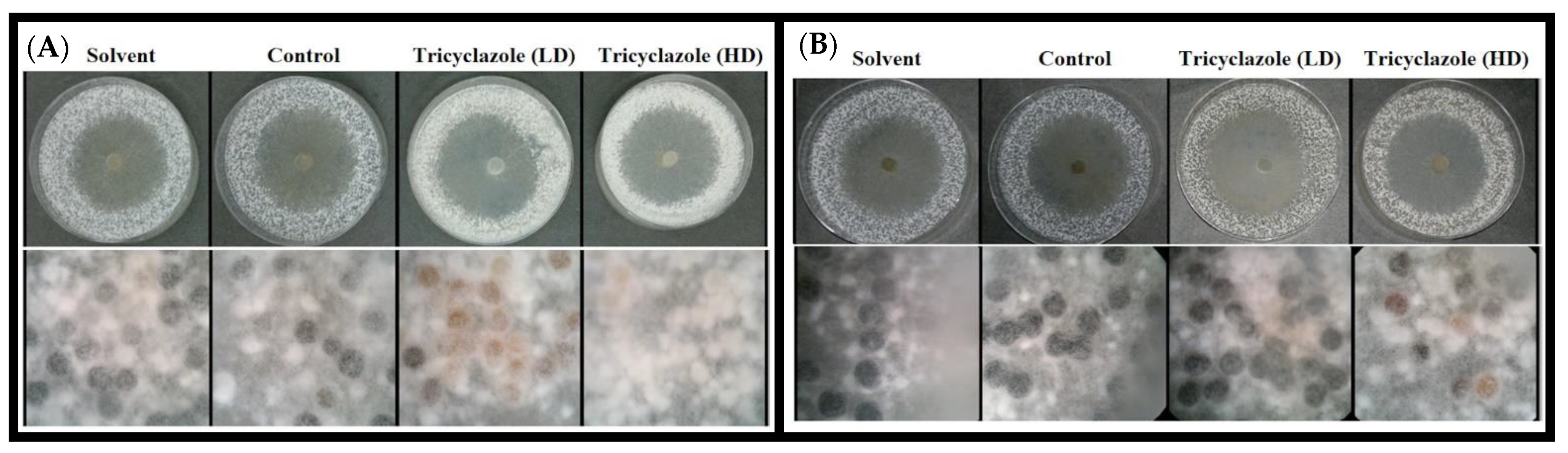 Microbiolres 13 00013 g003