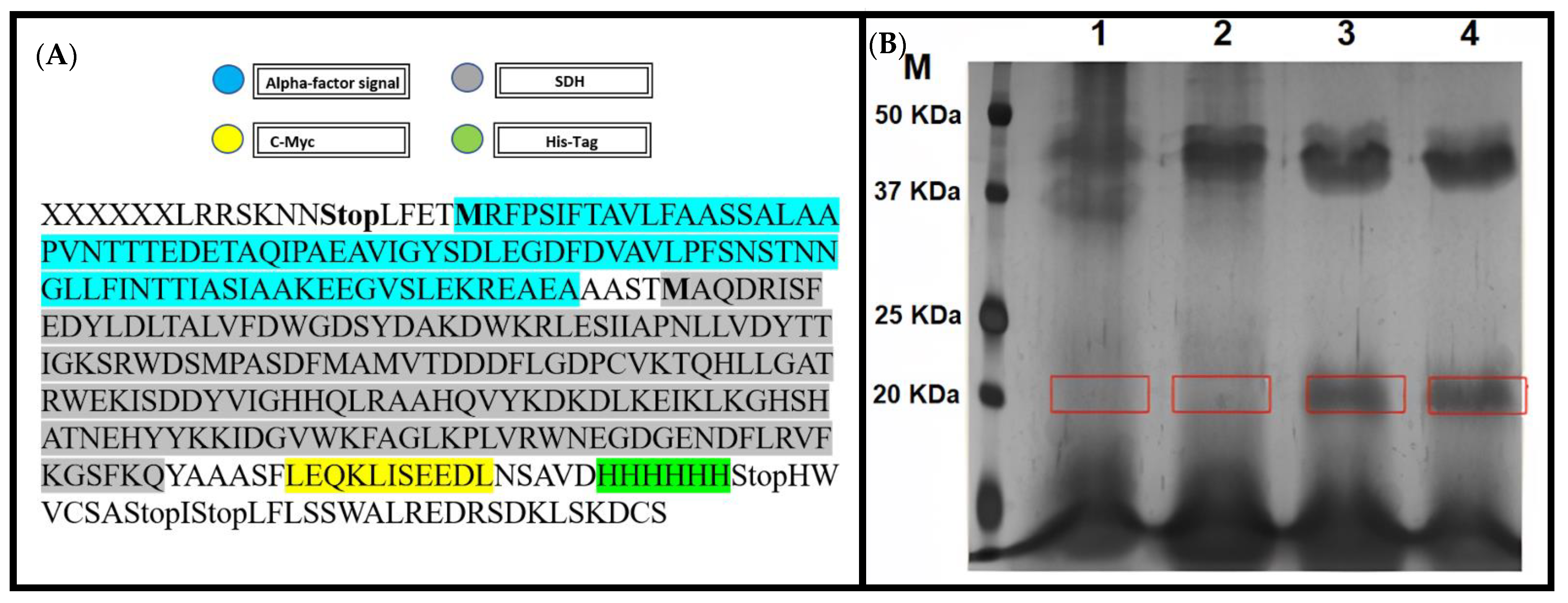 Microbiolres 13 00013 g005