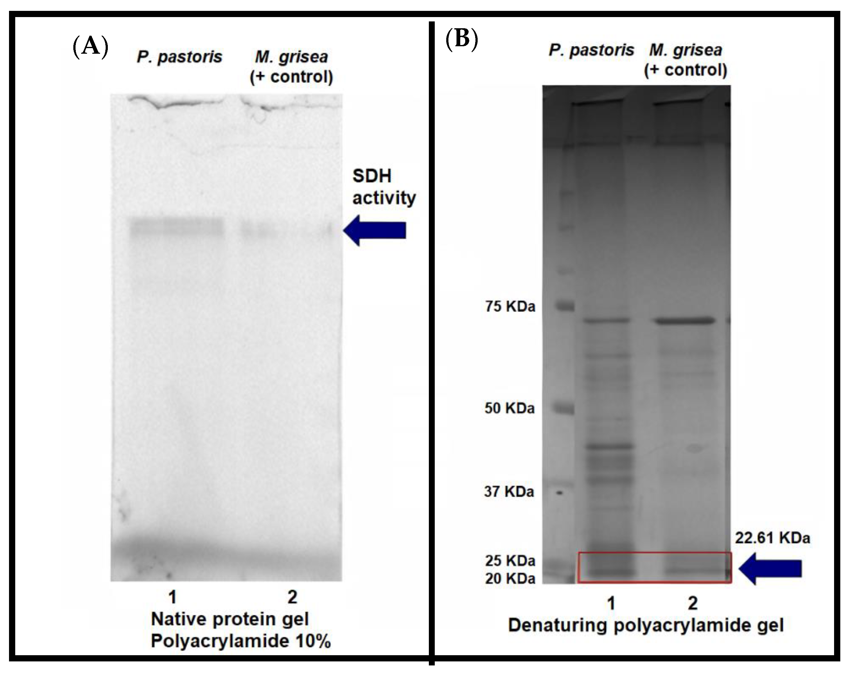 Microbiolres 13 00013 g006