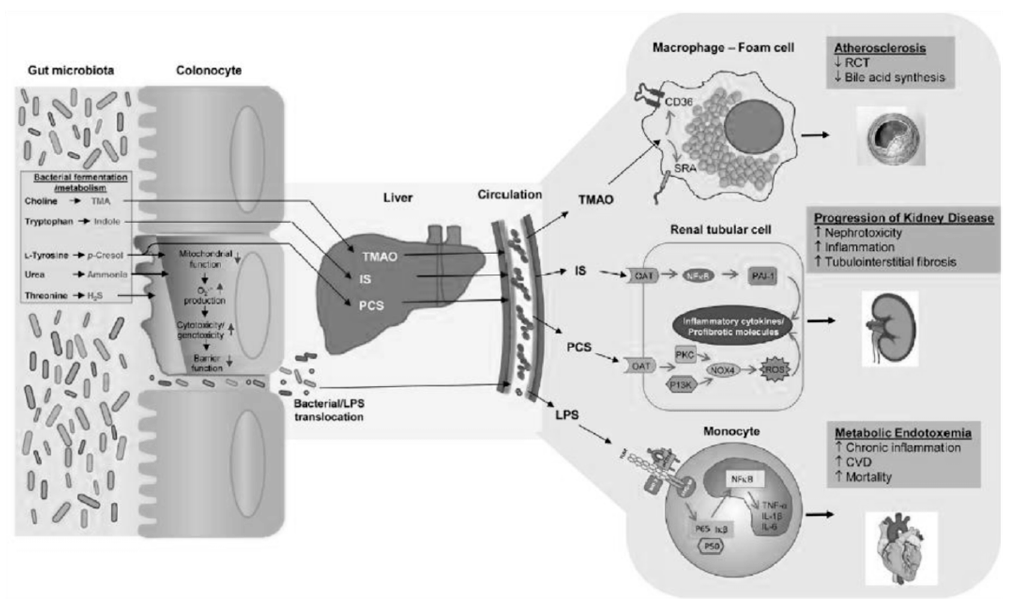 Microbiolres 13 00015 g005 550
