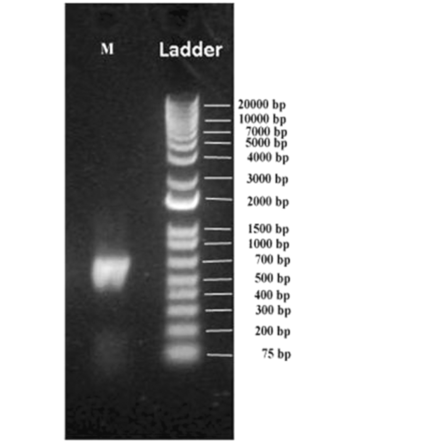 Microbiolres 13 00018 g002