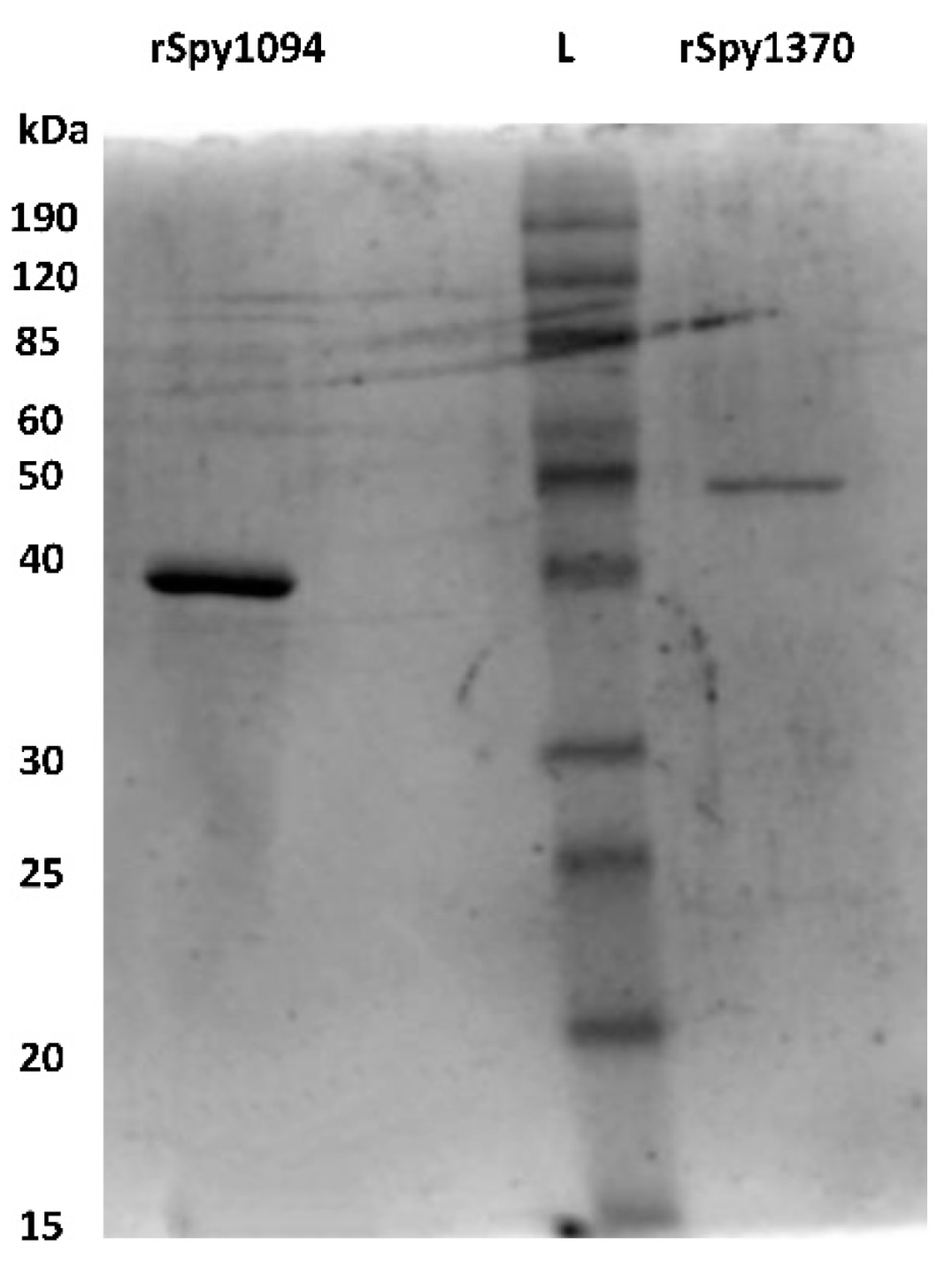 Microbiolres 13 00025 g001 Microbiolres 13 00025 g001