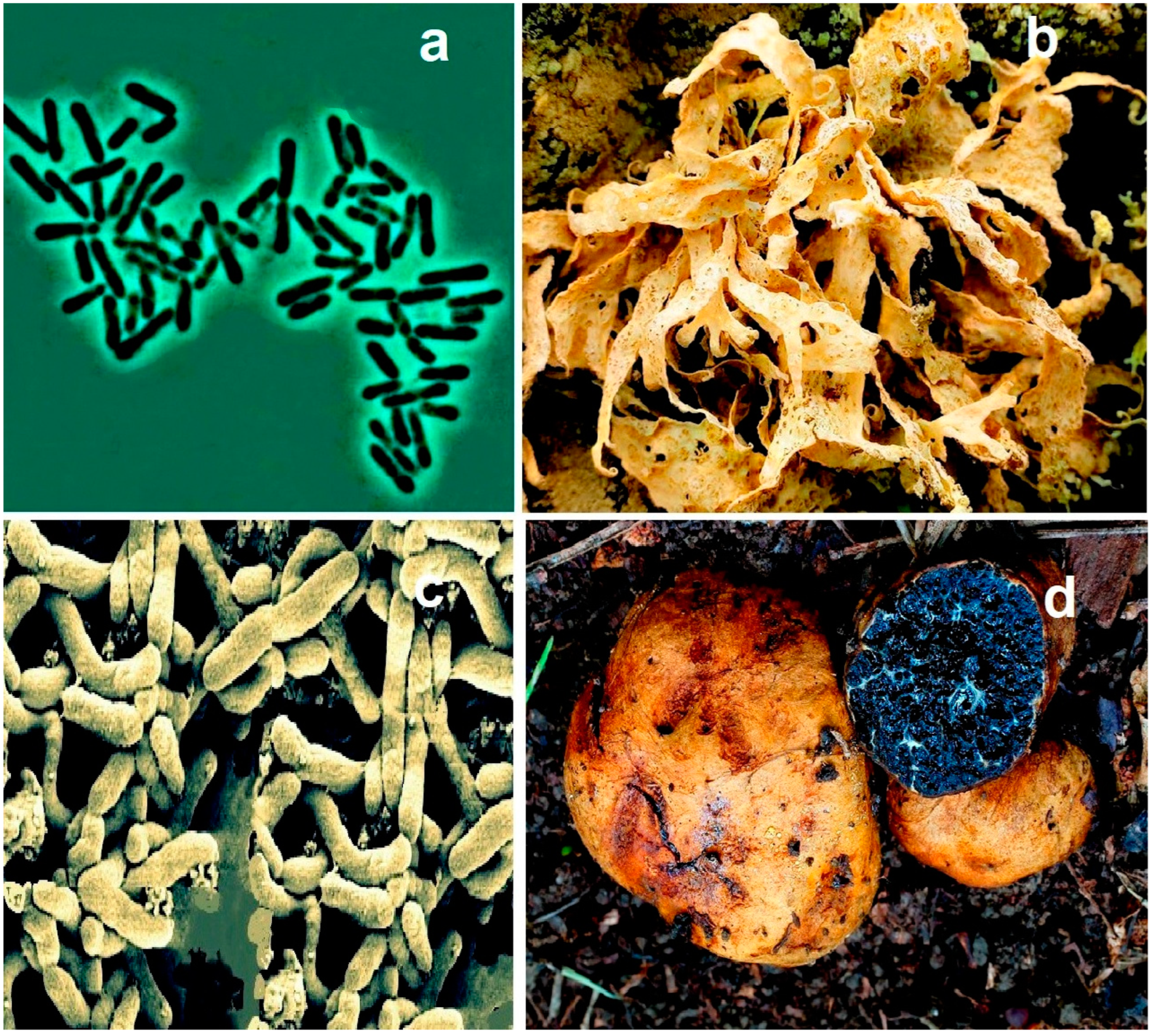 Microbiolres 13 00030 g012