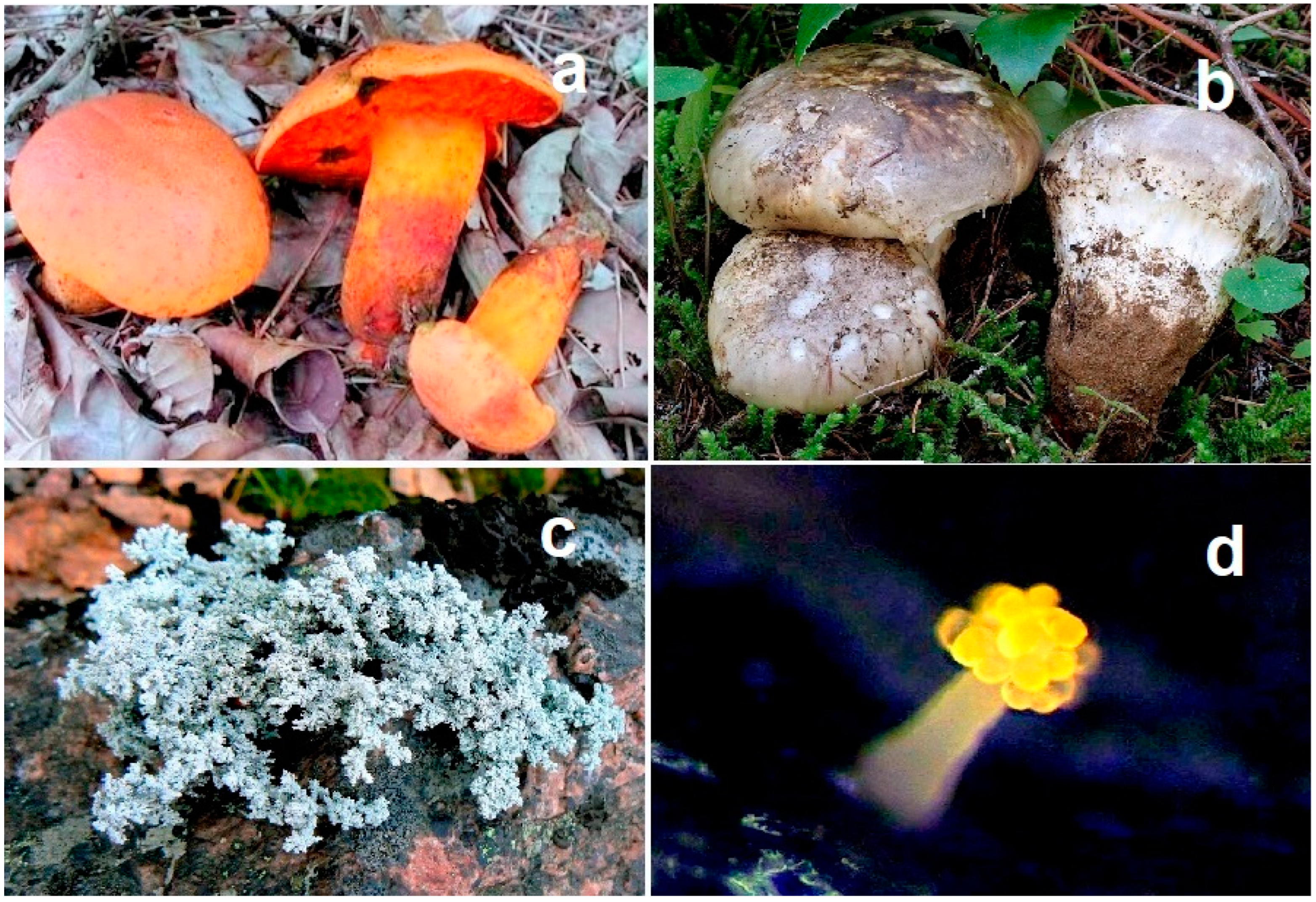 Microbiolres 13 00030 g015