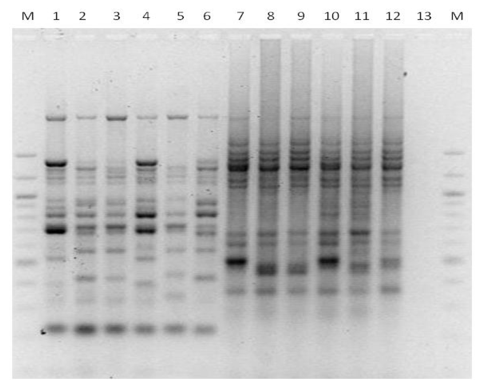 Microbiolres 13 00046 g003 Microbiolres 13 00046 g003