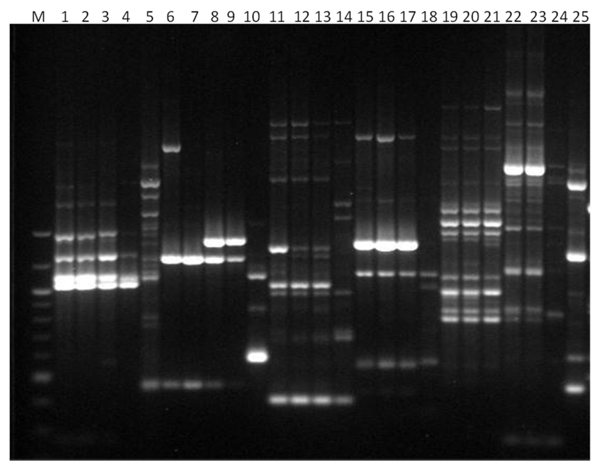 Microbiolres 13 00046 g005 Microbiolres 13 00046 g005