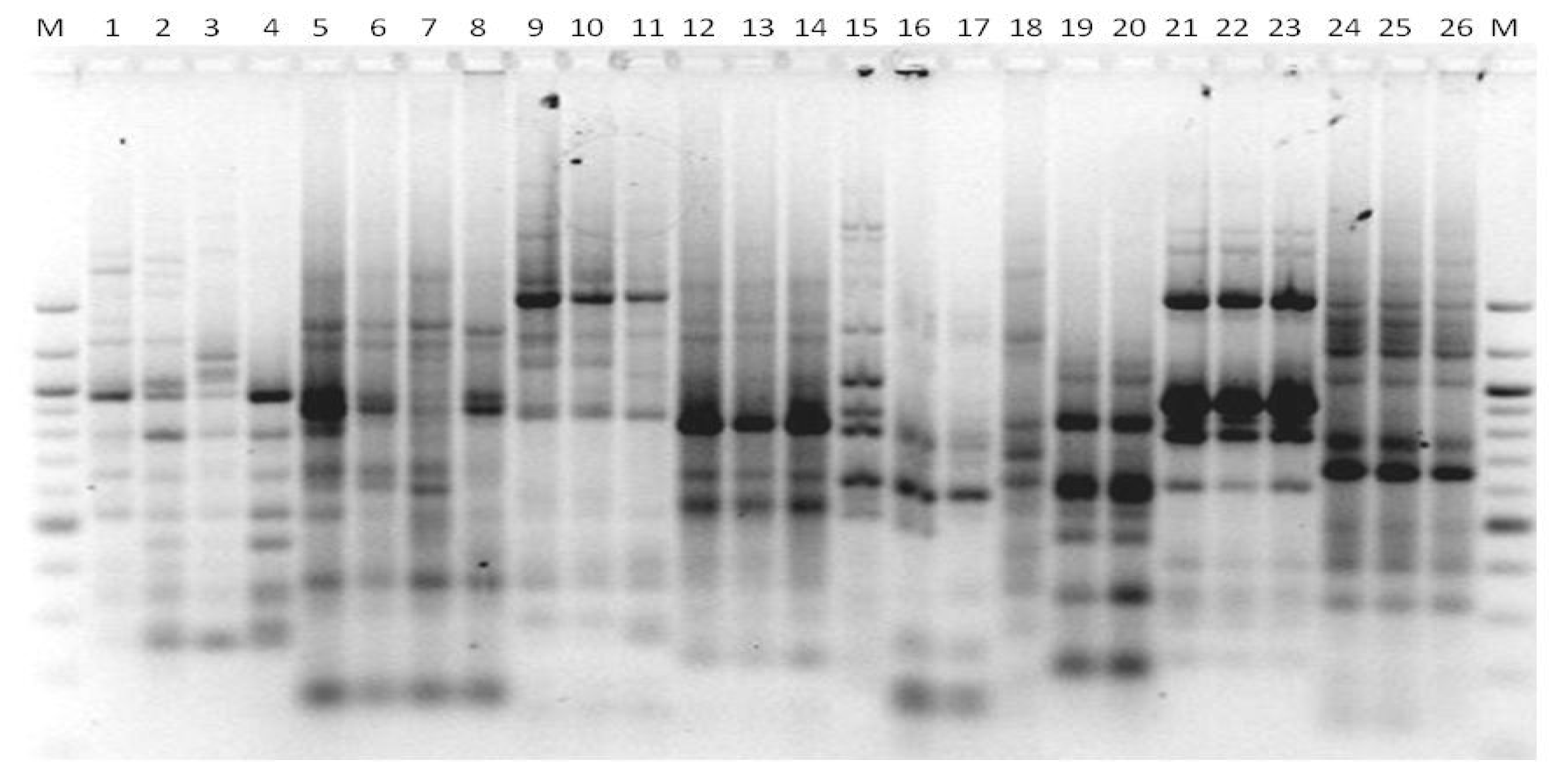 Microbiolres 13 00046 g006 Microbiolres 13 00046 g006