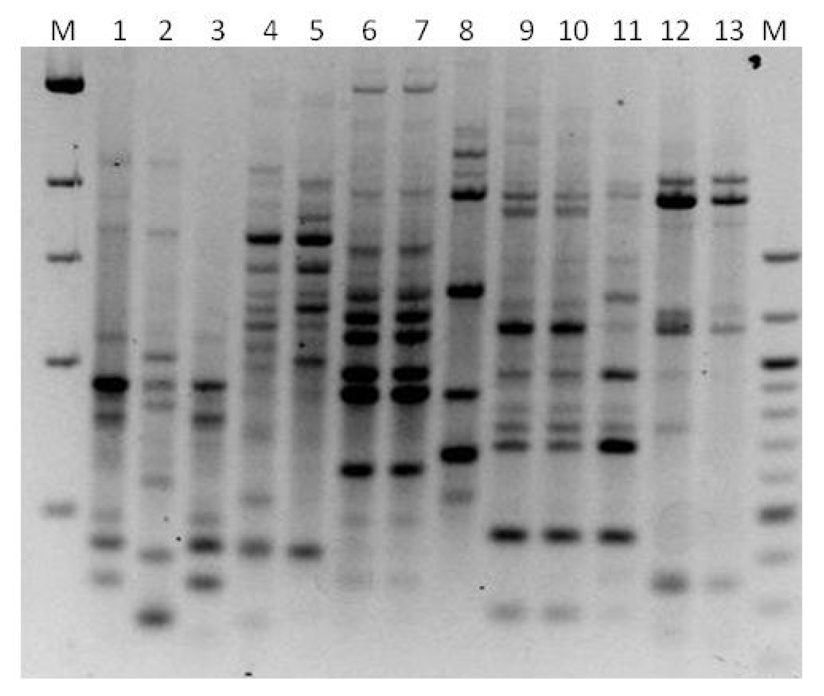 Microbiolres 13 00046 g007 Microbiolres 13 00046 g007