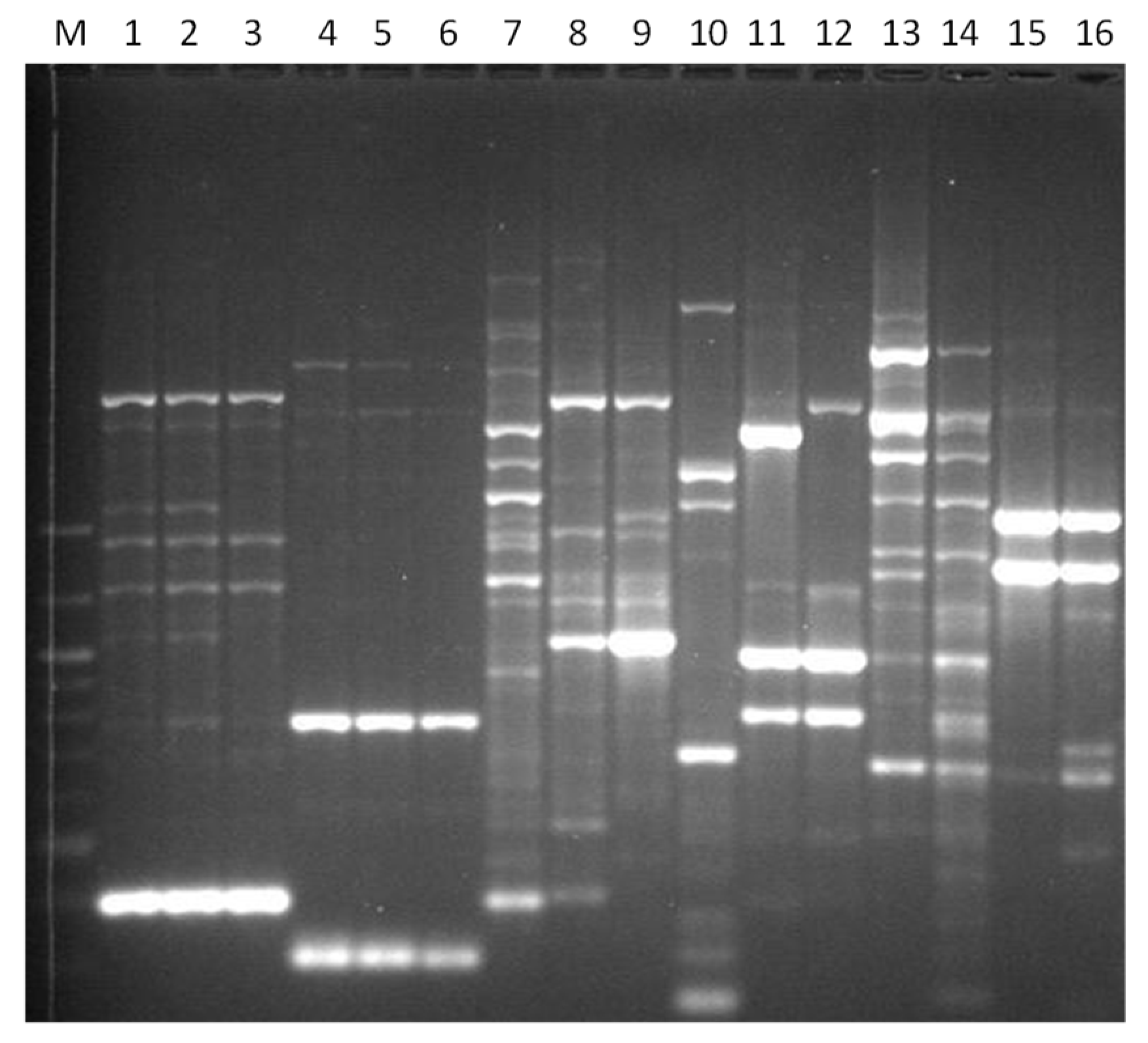 Microbiolres 13 00046 g008 Microbiolres 13 00046 g008