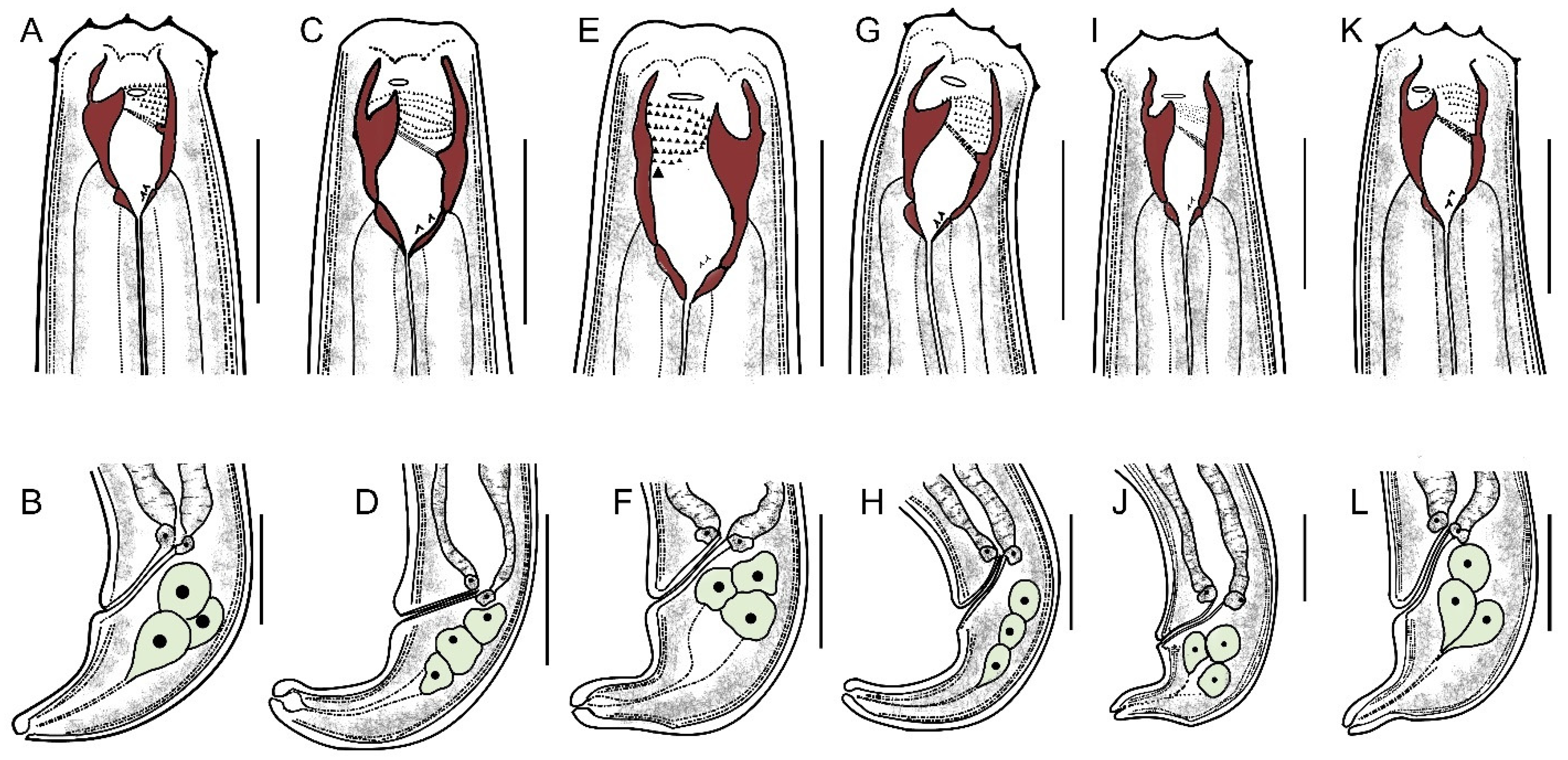 Microbiolres 13 00047 g003