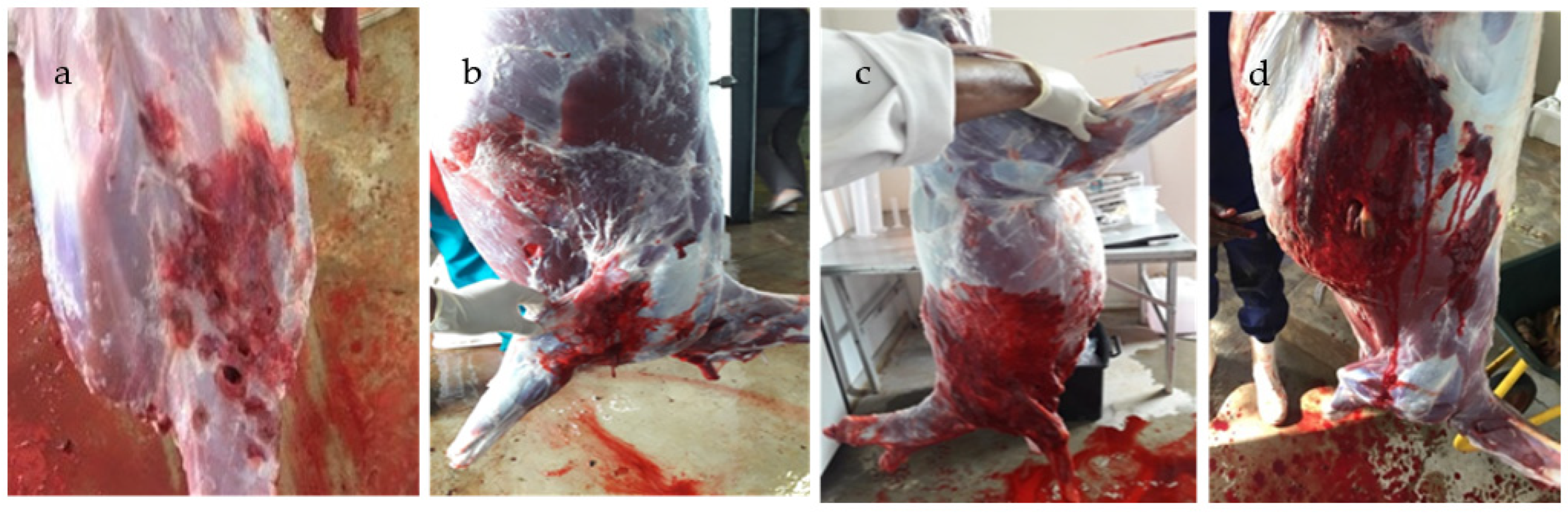 Microbiolres 13 00053 g001 Microbiolres 13 00053 g001