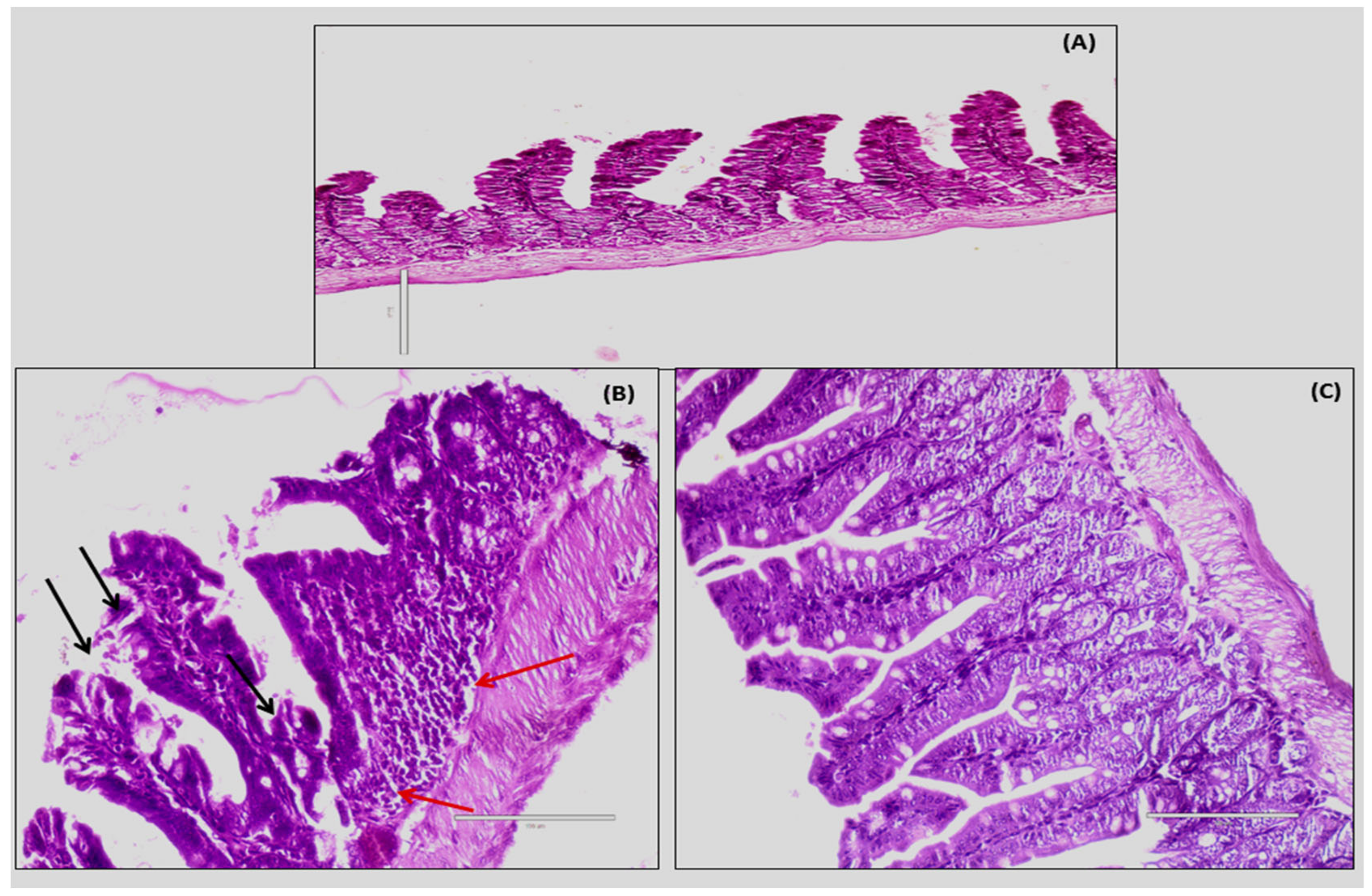 Microbiolres 13 00062 g007 Microbiolres 13 00062 g007