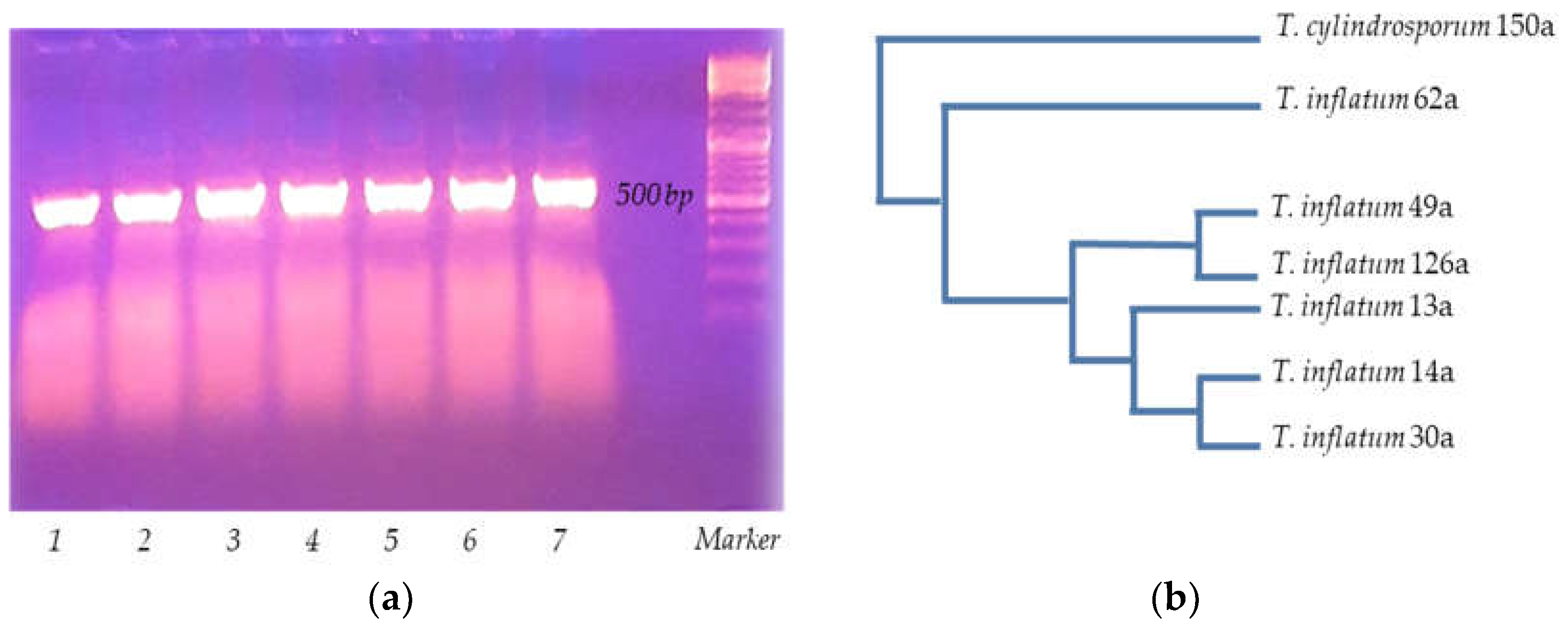 Microbiolres 13 00063 g001