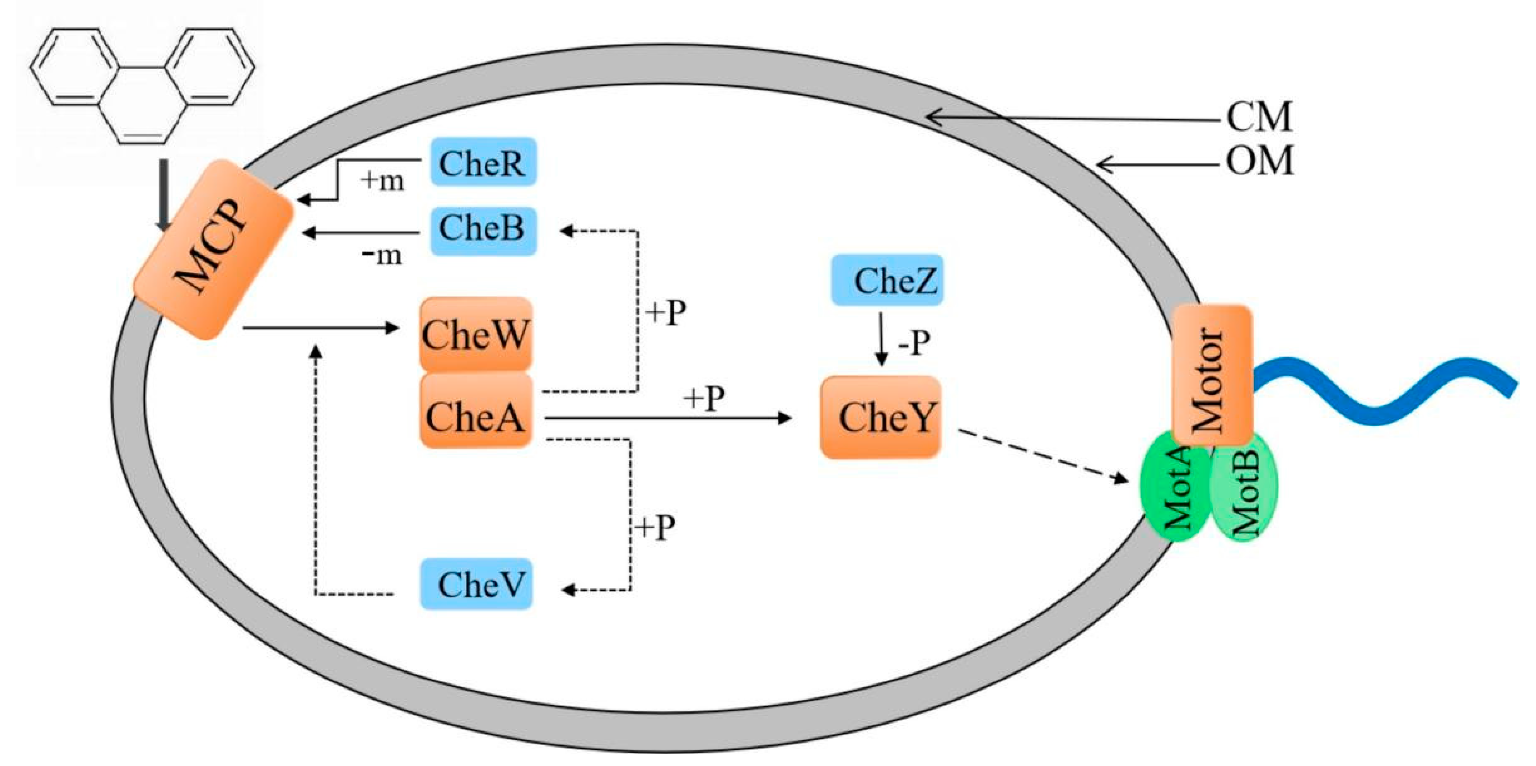 Microbiolres 14 00009 g004 Microbiolres 14 00009 g004