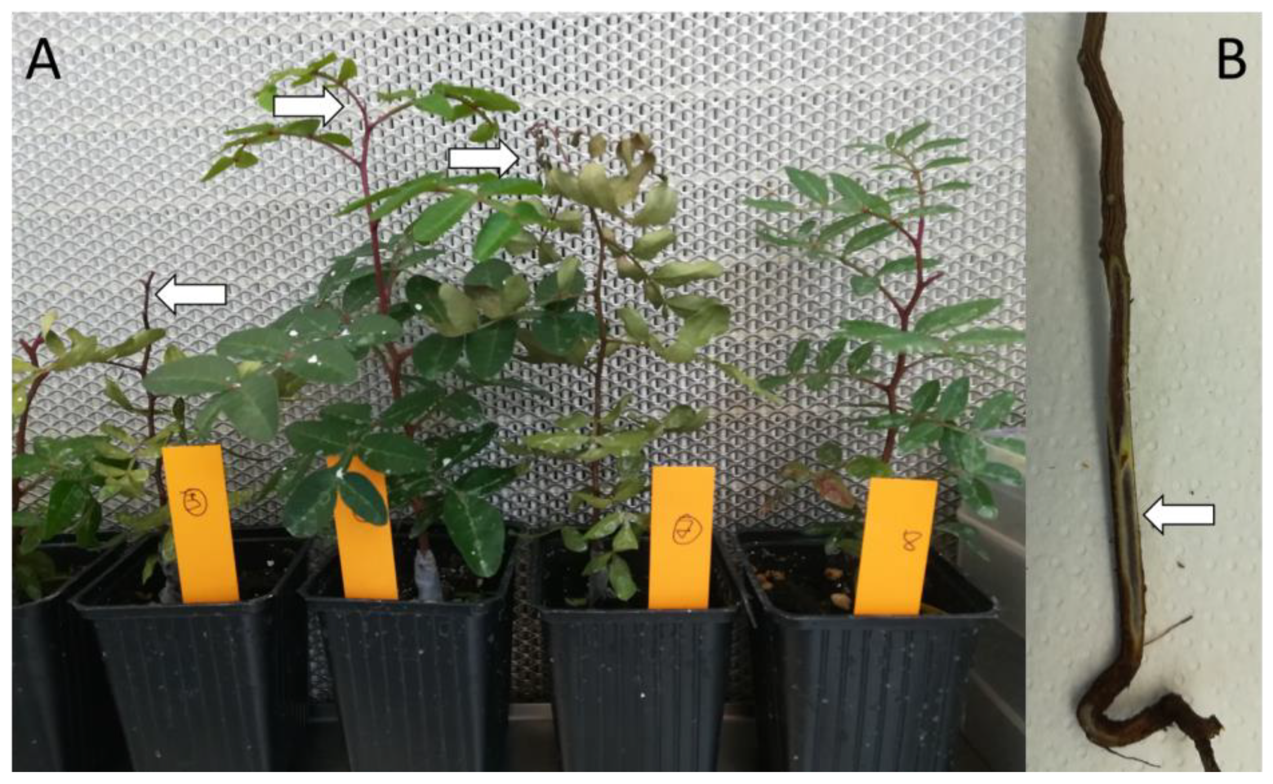 Microbiolres 14 00010 g001 Microbiolres 14 00010 g001