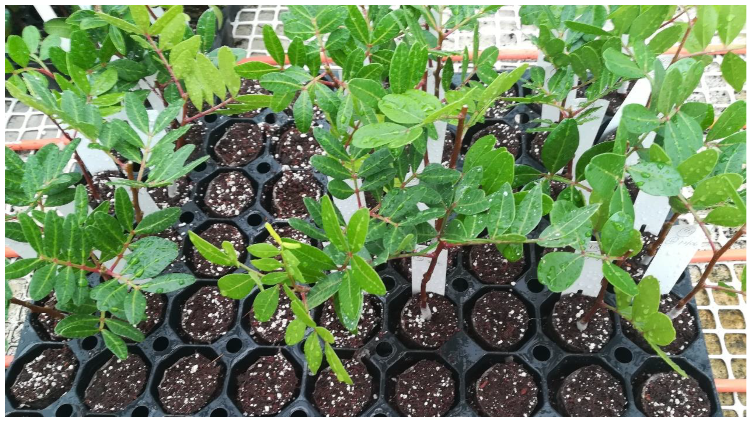 Microbiolres 14 00010 g002 Microbiolres 14 00010 g002