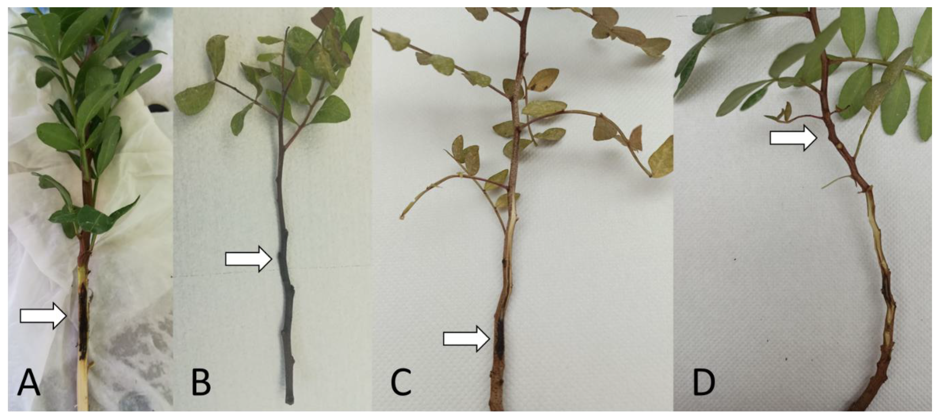 Microbiolres 14 00010 g004 Microbiolres 14 00010 g004