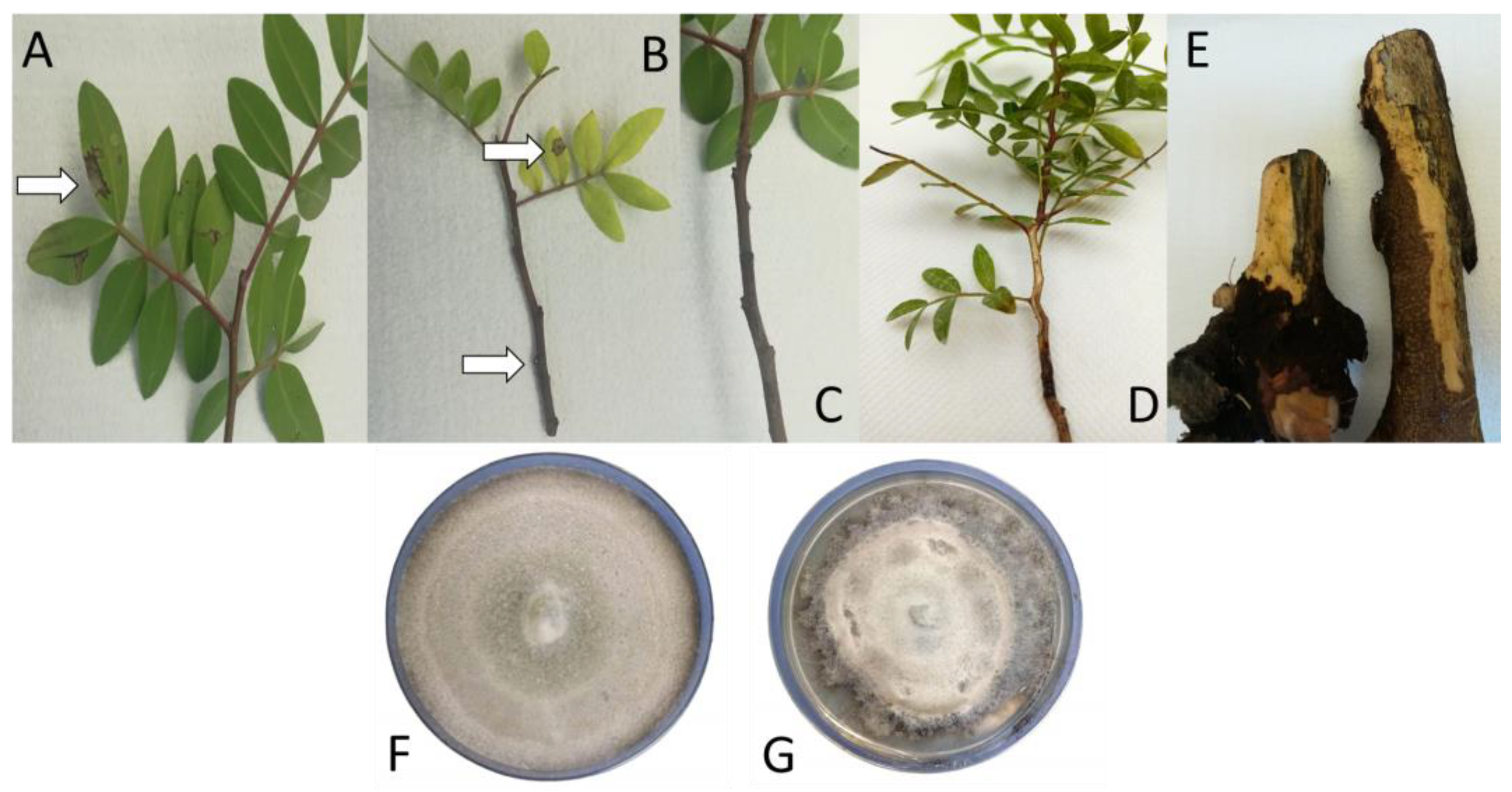 Microbiolres 14 00010 g007 Microbiolres 14 00010 g007