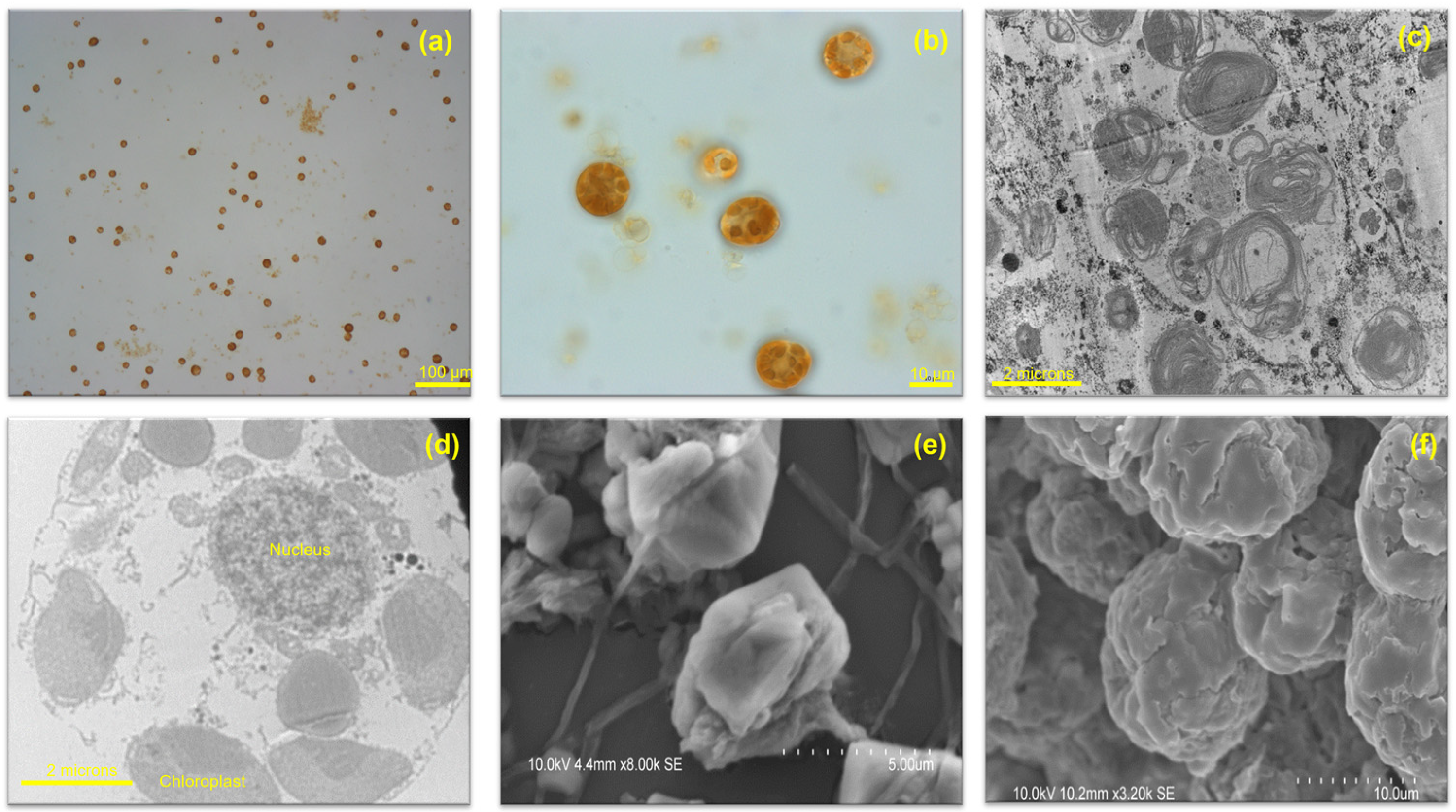 Microbiolres 14 00012 g002 Microbiolres 14 00012 g002