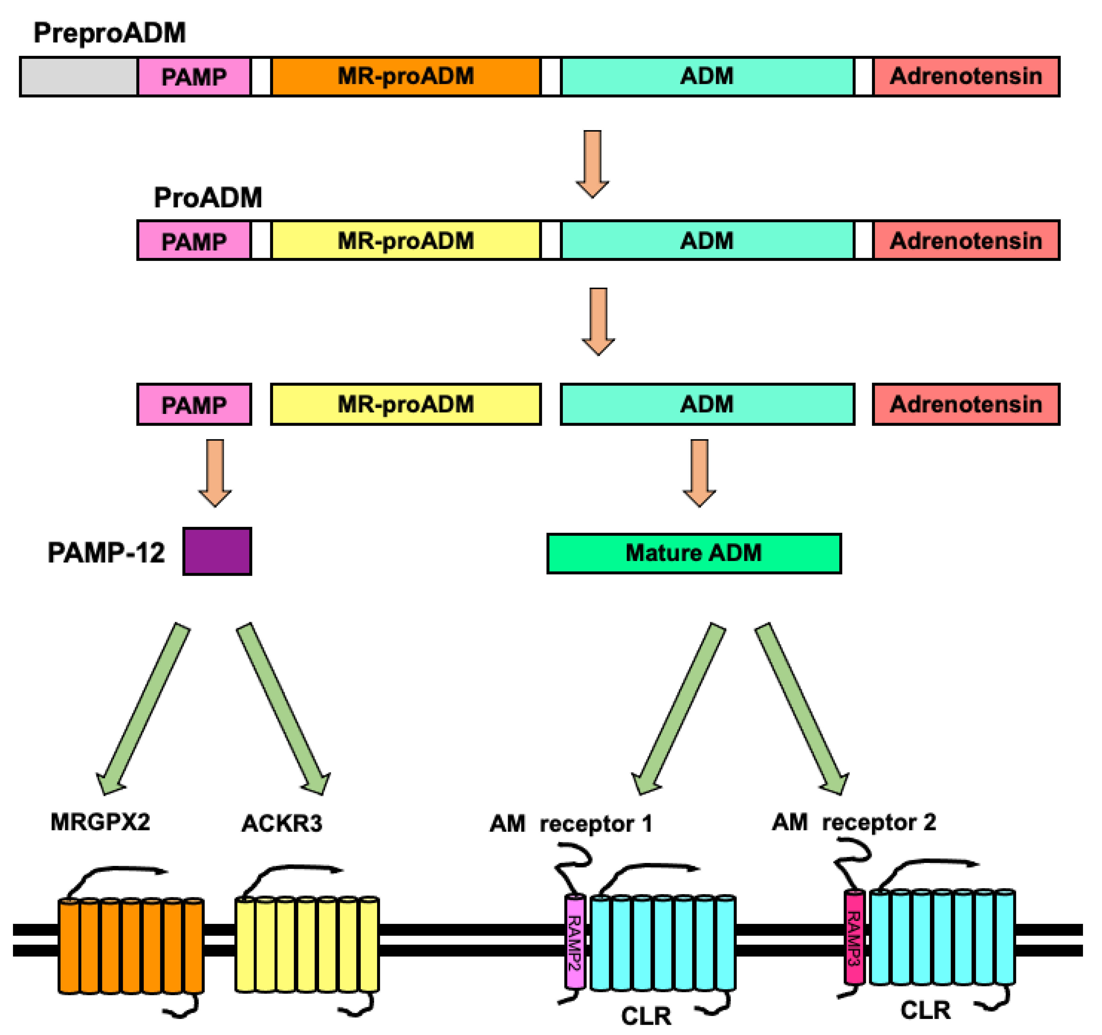 Microbiolres 14 00016 g002 Microbiolres 14 00016 g002