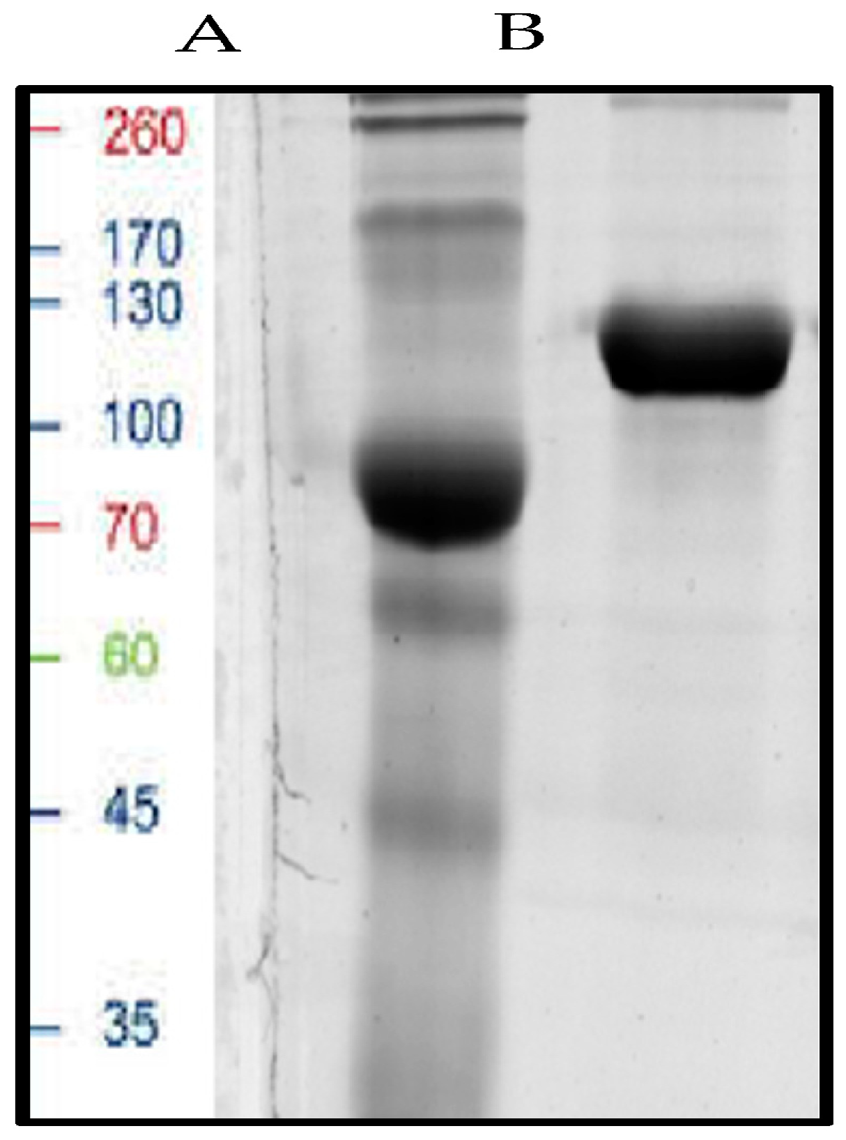 Microbiolres 14 00024 g002 Microbiolres 14 00024 g002